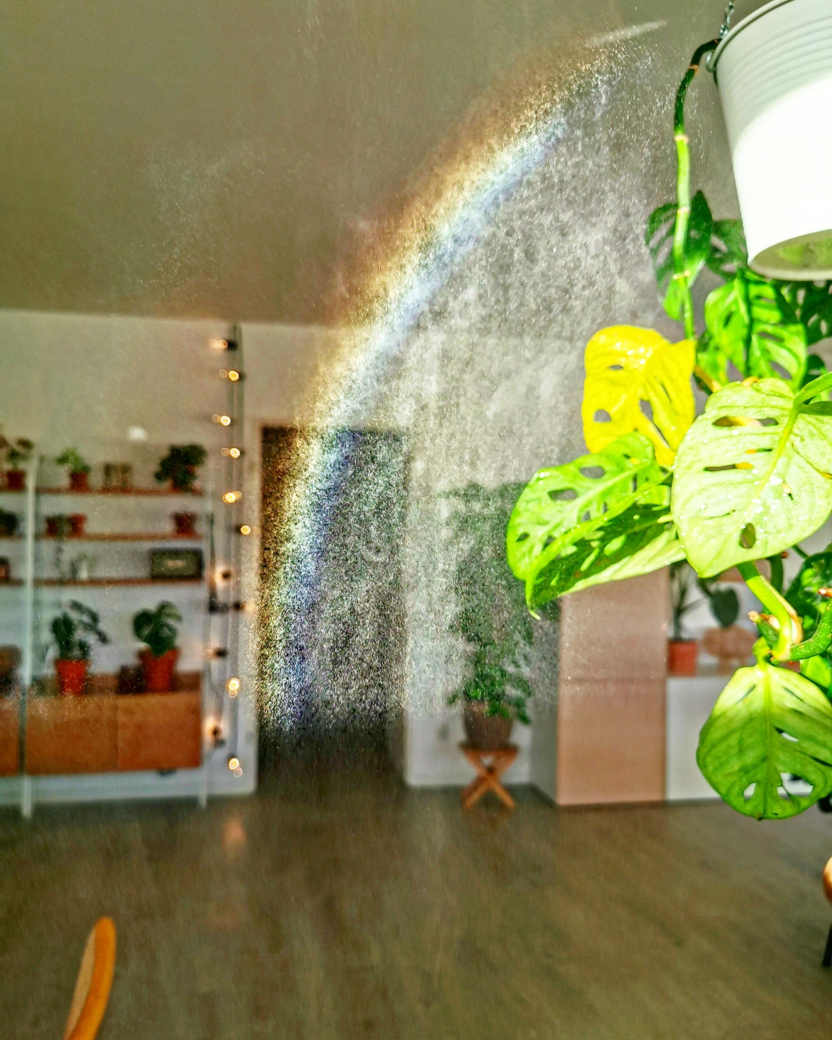 Indoor-rainbow.
#indoorrainbow #rainbow #plantcollector #plantsaddicted #houseofplantlovers #indoorjungle