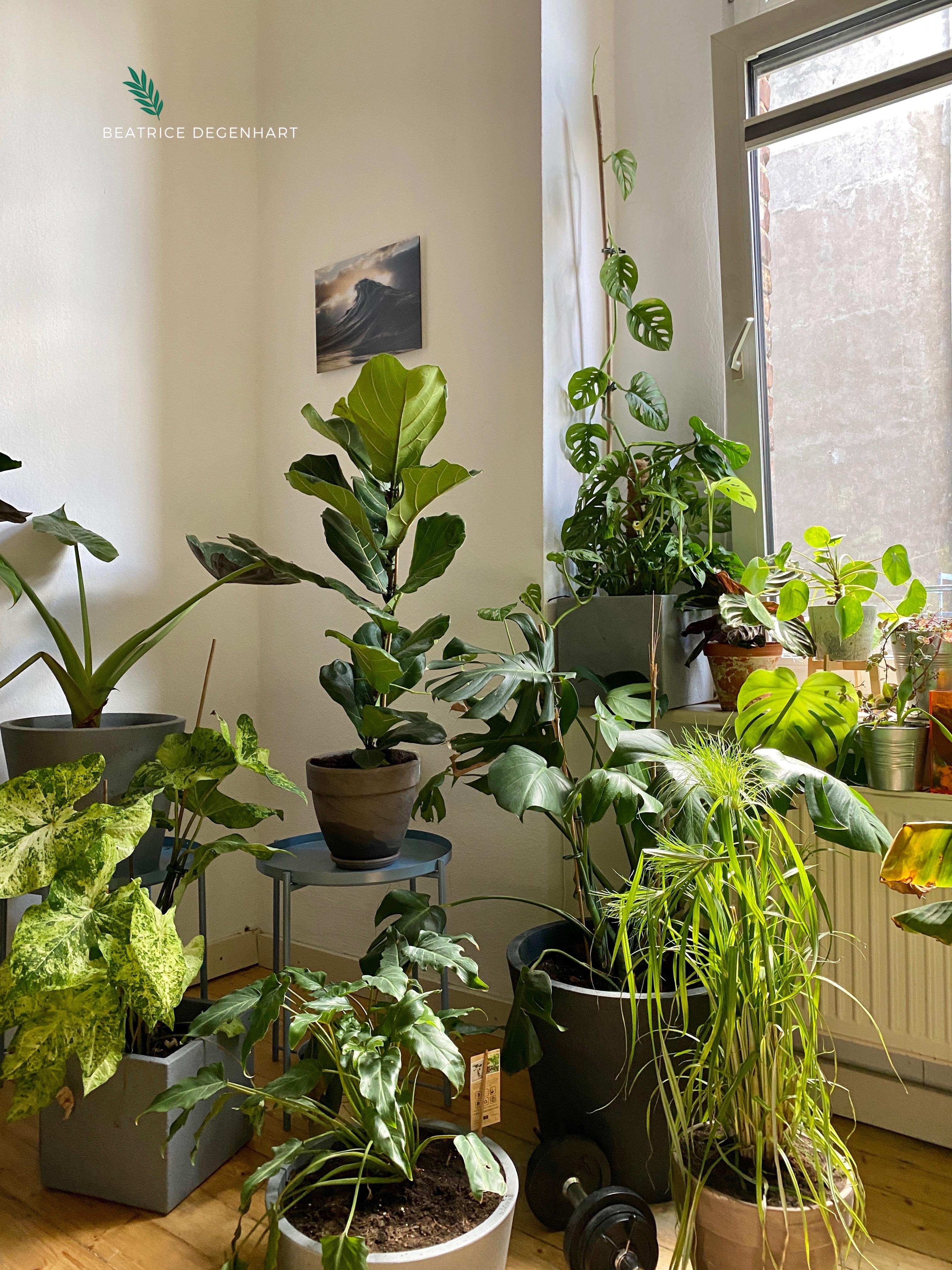#indoorplants #urbanjungle #pflanzenliebe #schlafzimmer #altbauliebe 