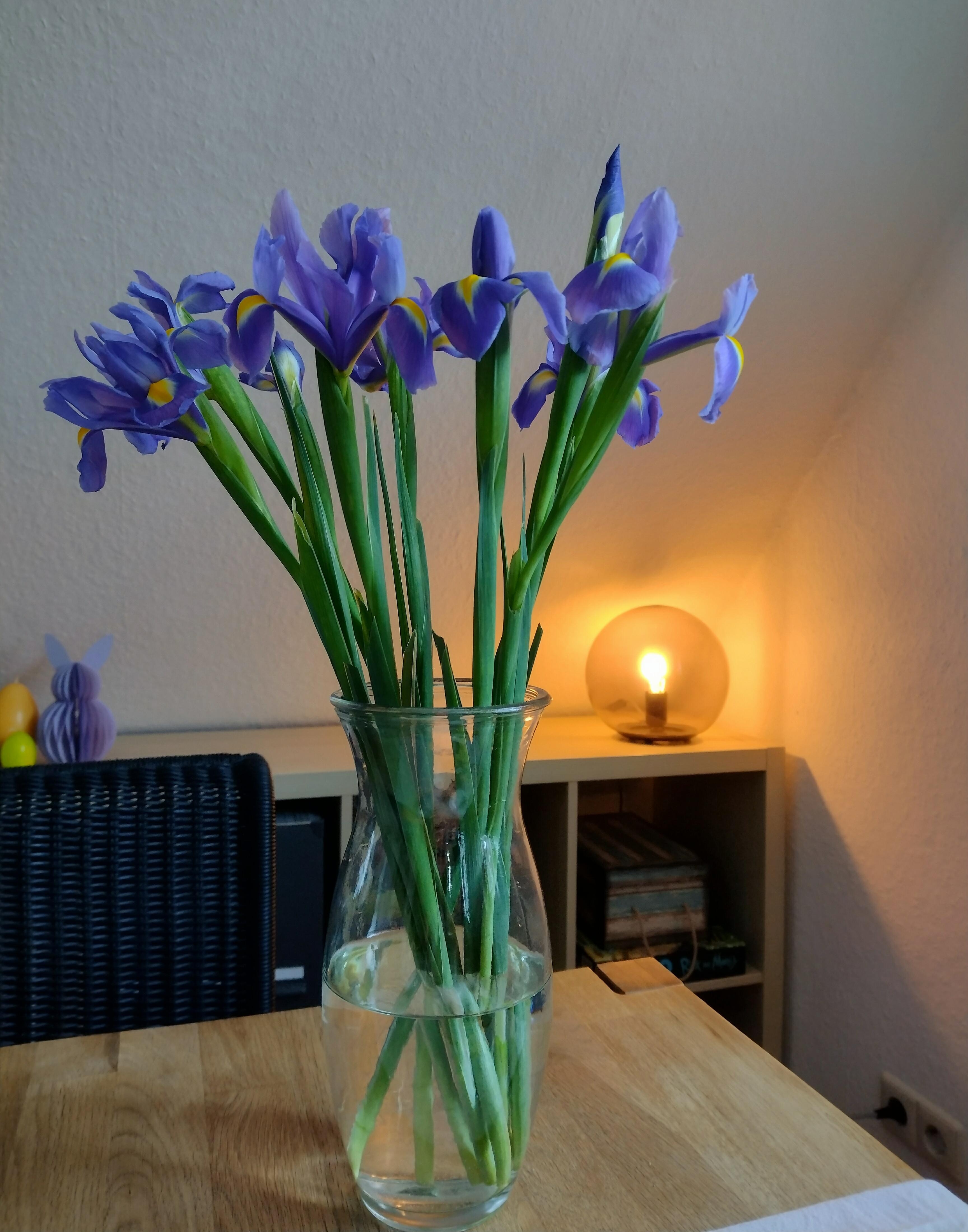 Irisliebe 🥰
#iris #frischeblumen #blumenliebe #kugellampe #schrägdach #abendlicht #glasvase #vasenmittwoch