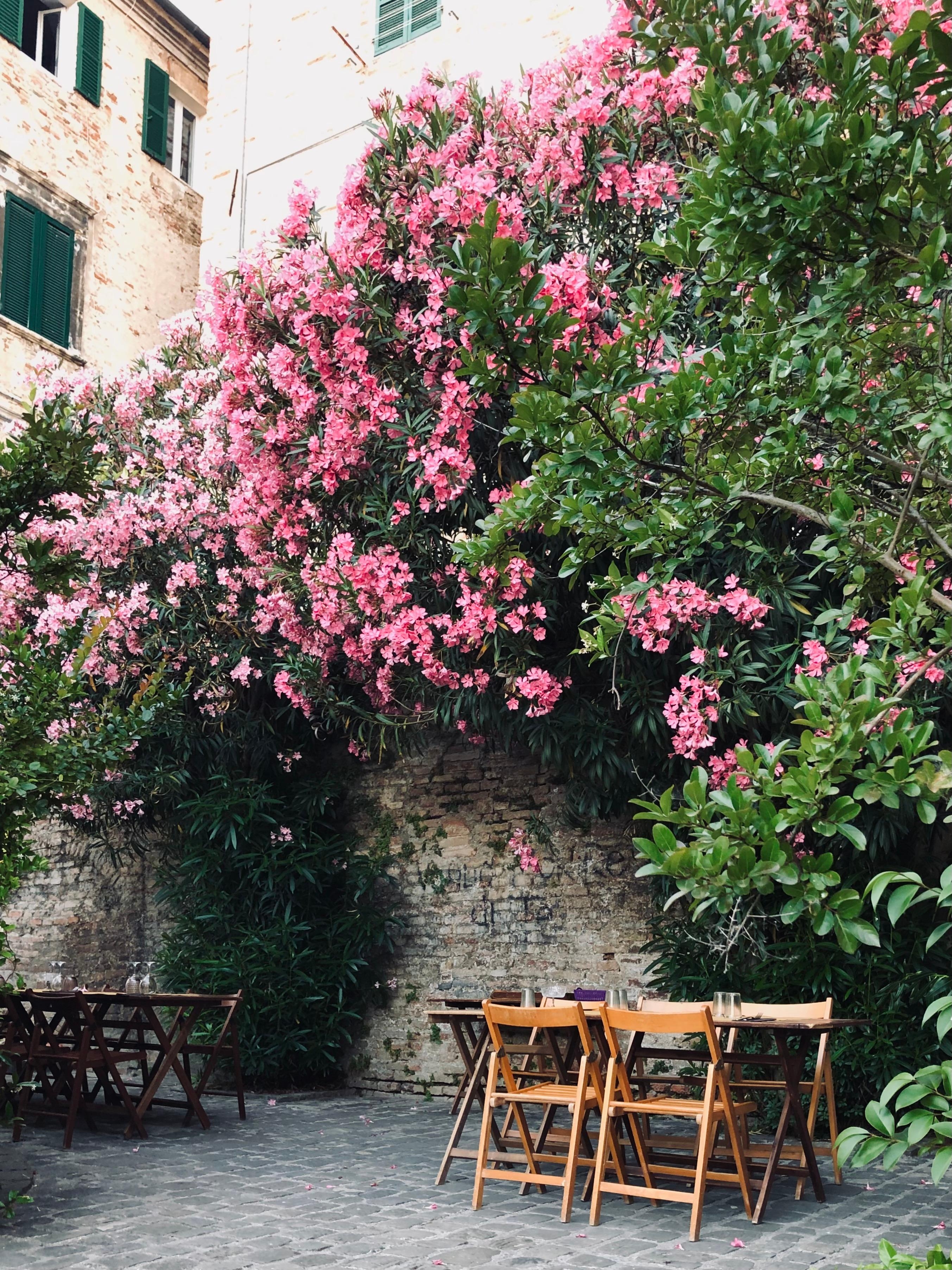 Italian summer.
#oleander #perfectdinnerplace #jesi #italy