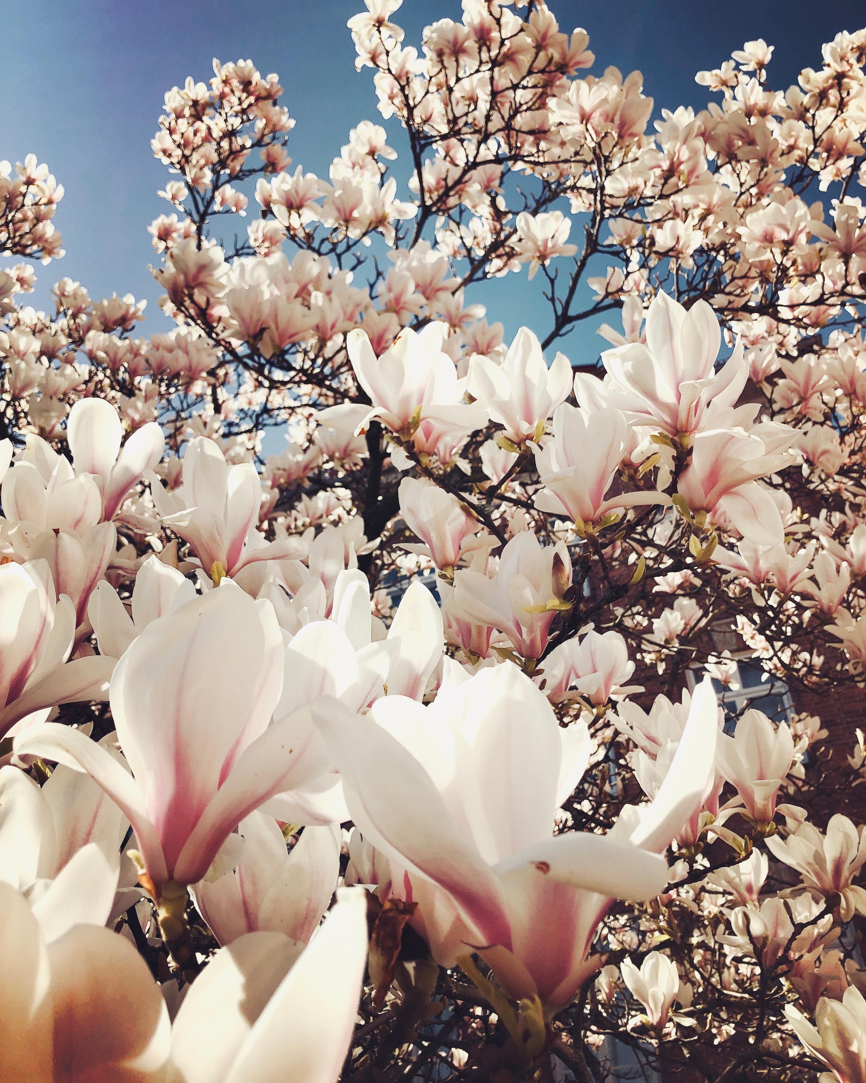 It's this time of the year... 🌸
#springblossom #magnolia #sunshine #staypositive #thelittlethings