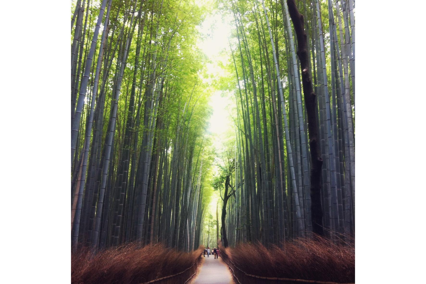 #japan #arashiyama #traveltip Zur richtigen Zeit ist man ganz allein in diesem magischen Bambushain! #breathtaking