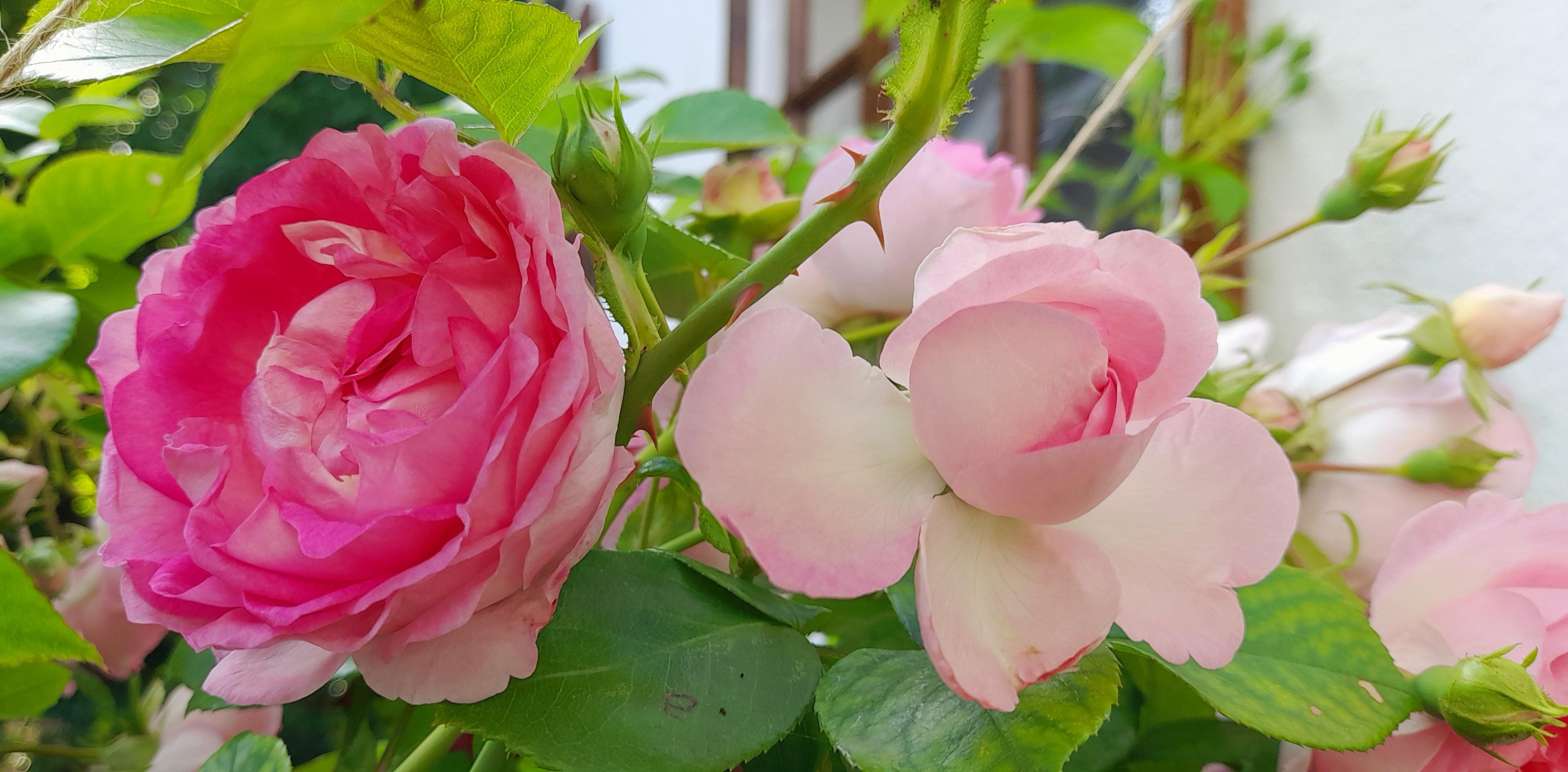 Jasmina: schrecklich dornig, dafür eine sehr haltbare Schnittblume! #Rose #Garten #Kletterrose #Terrasse