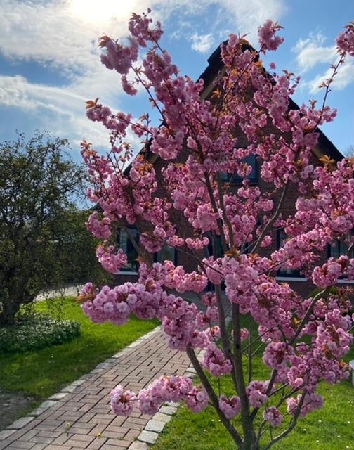 Jedes Frühjahr ein bißchen schöner 💗🌸 #zierkirsche #reetdach #vorgarten