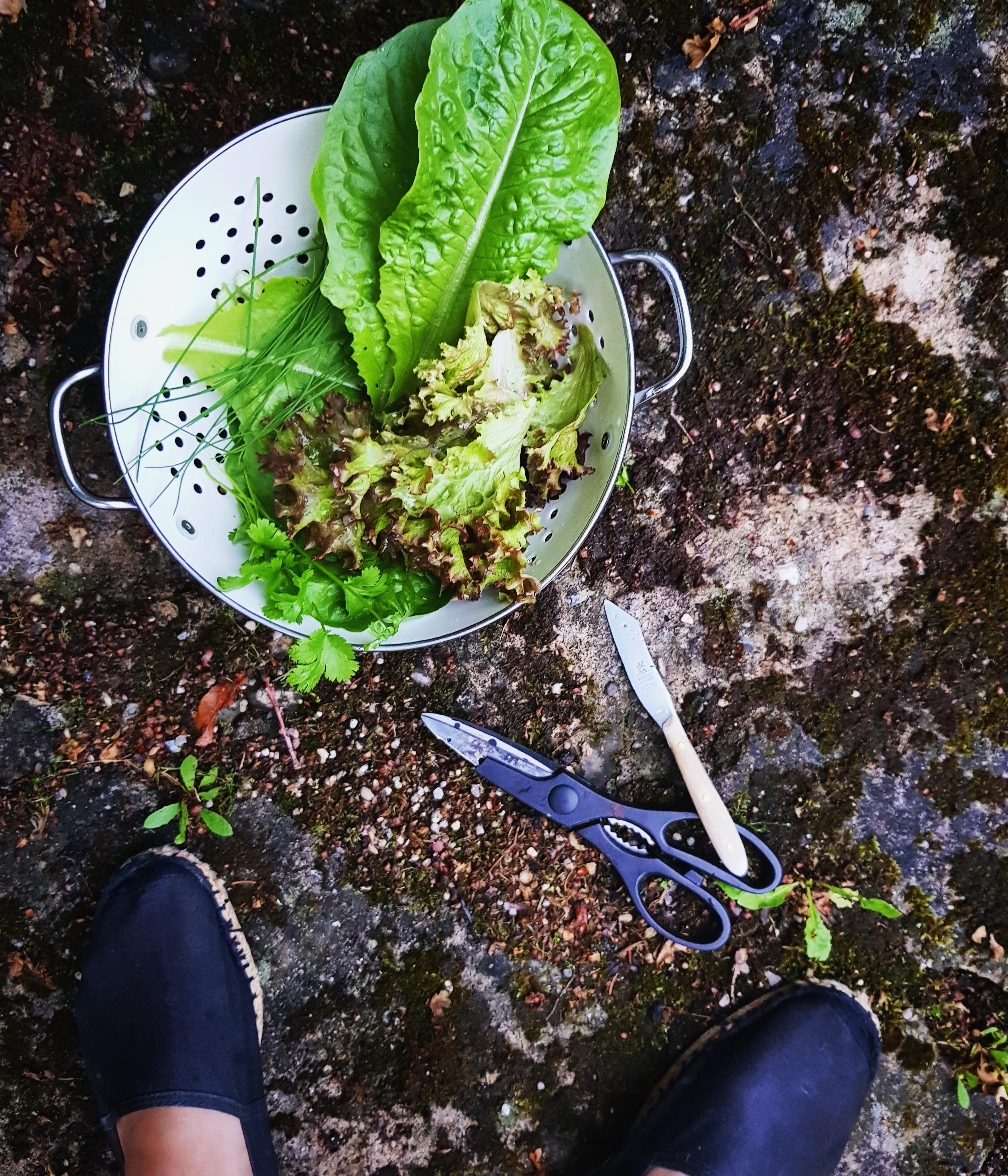 Juhuu, erste Ernte! #Salat #Hochbeet #Garten 