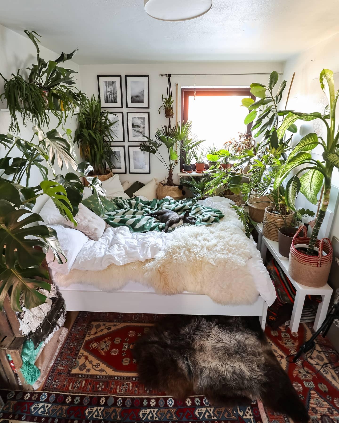 Jungle vibes #couchstyle #schlafzimmer #pflanzen