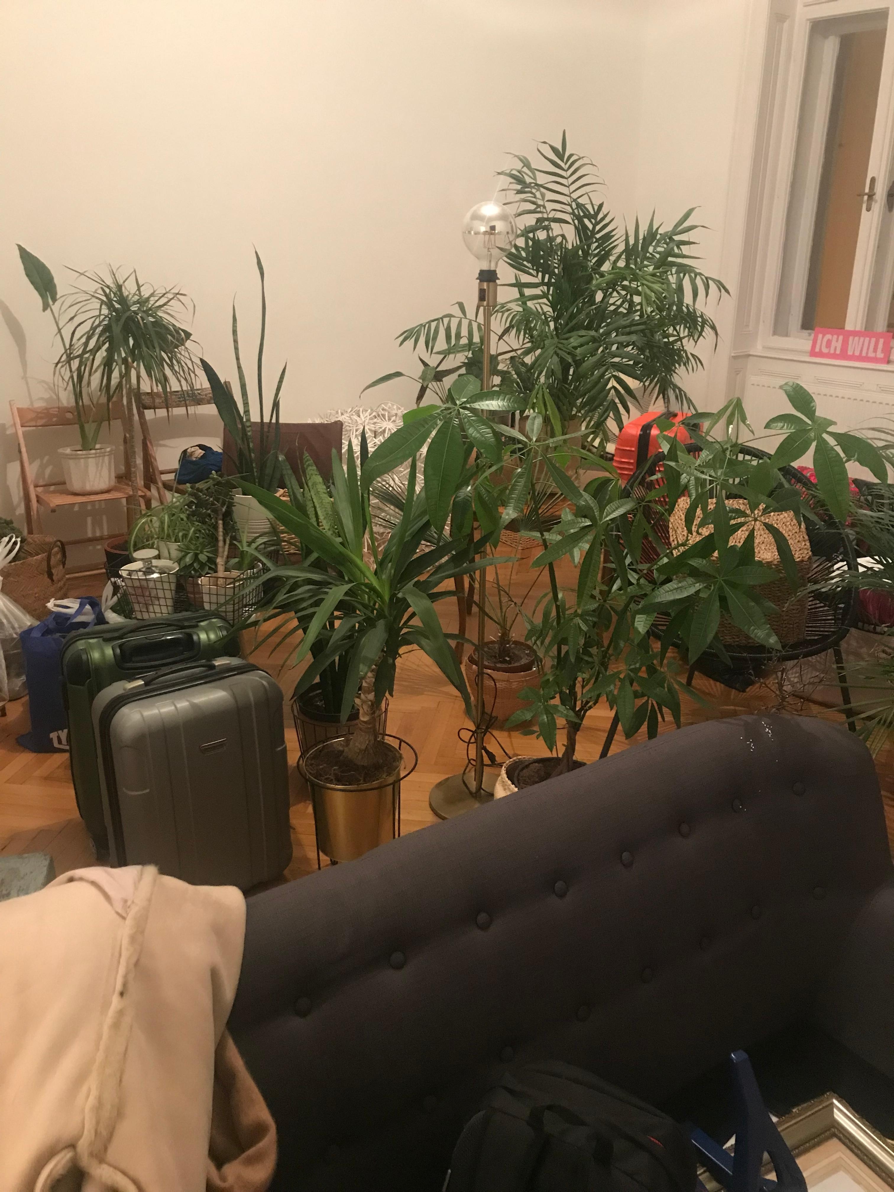 Just a small update about the moving in the new flat 🙈 #newflat #moving #plants #urbanjungle 