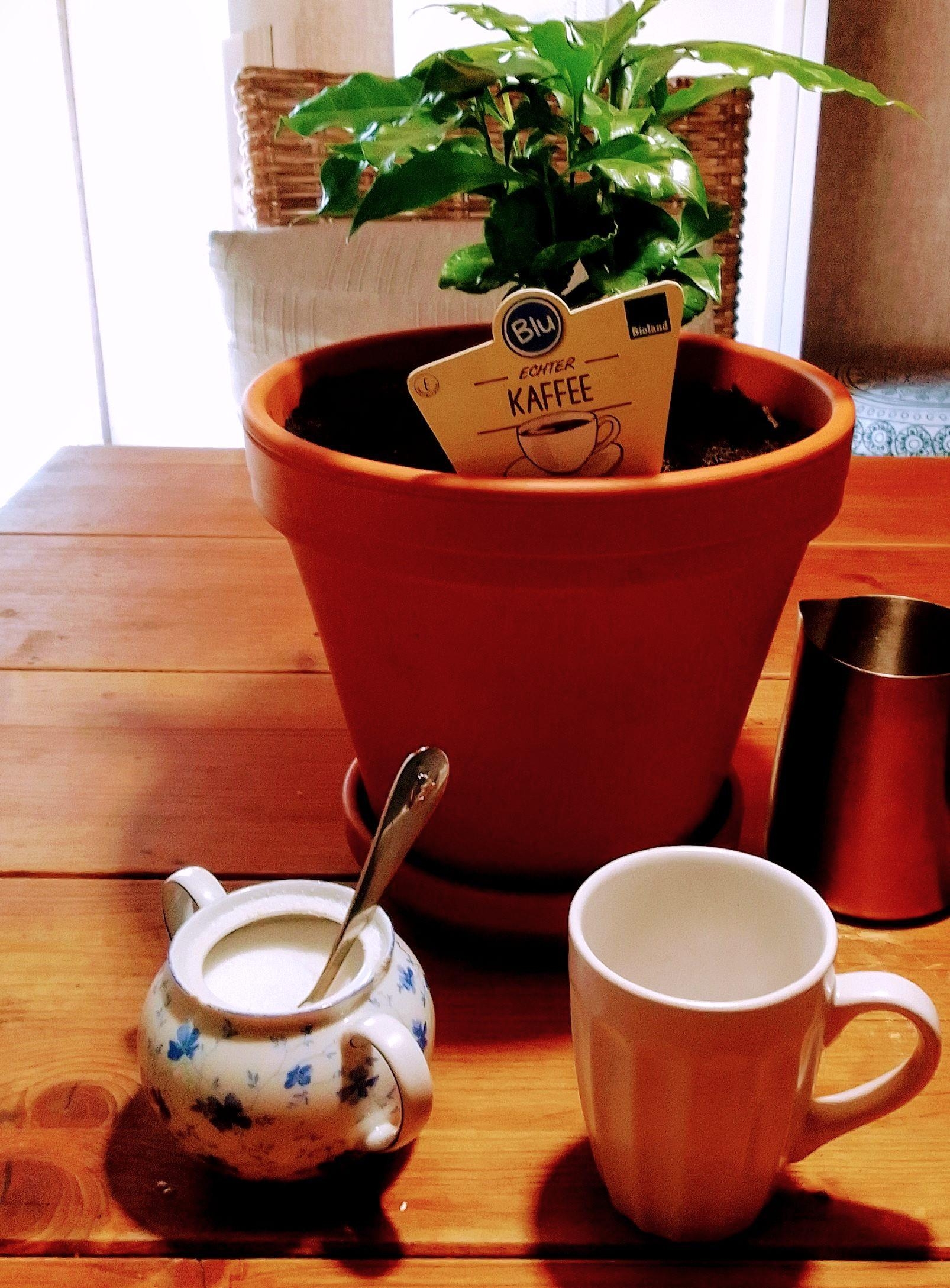 #Kaffee #Pflanze #Tischdeko #Geschenk #Kaffeepflanze ich will sie ja nicht unter Druck setzten...aber ich wäre dann soweit