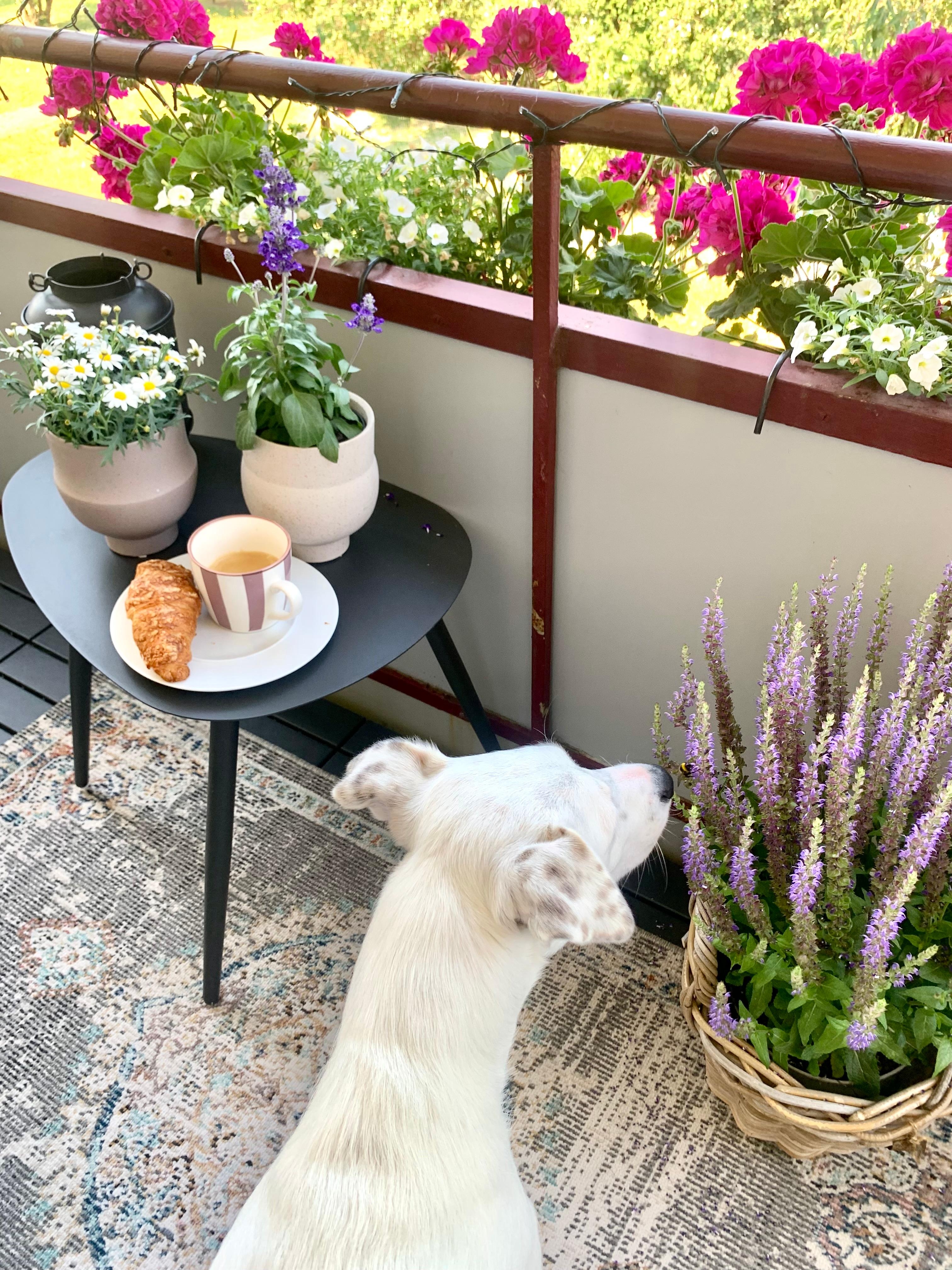 Kaffeeliebe ☕️
#morning #newweek #kaffeeliebe #livingchallenge #outdoor #flower #sommer #doglove