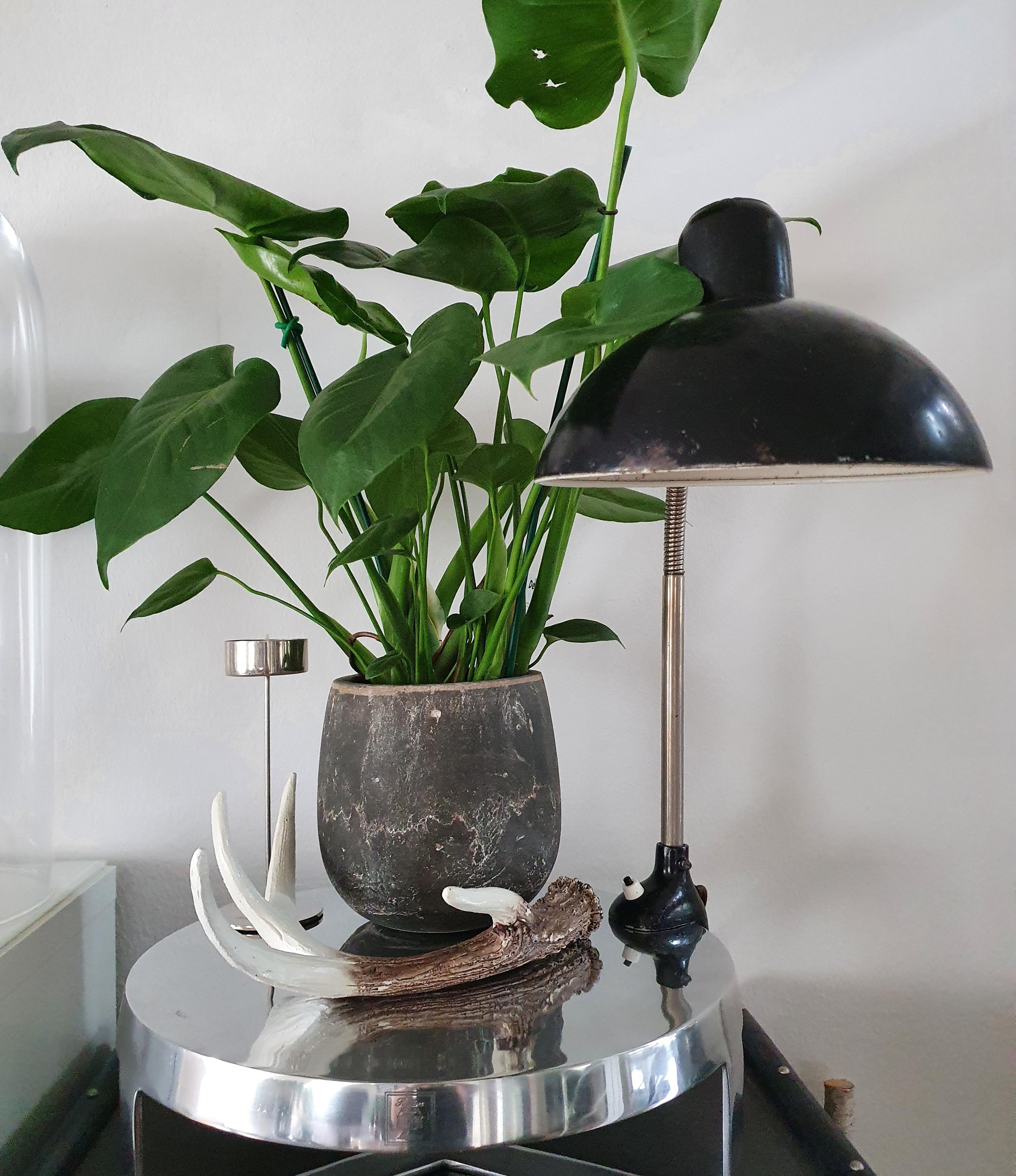 Kaiser idell und monstera liebe