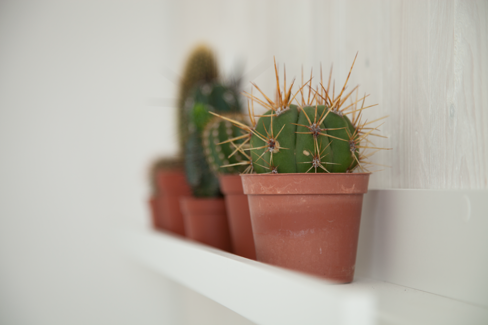 Kakteen #kaktus ©ROOMHERO