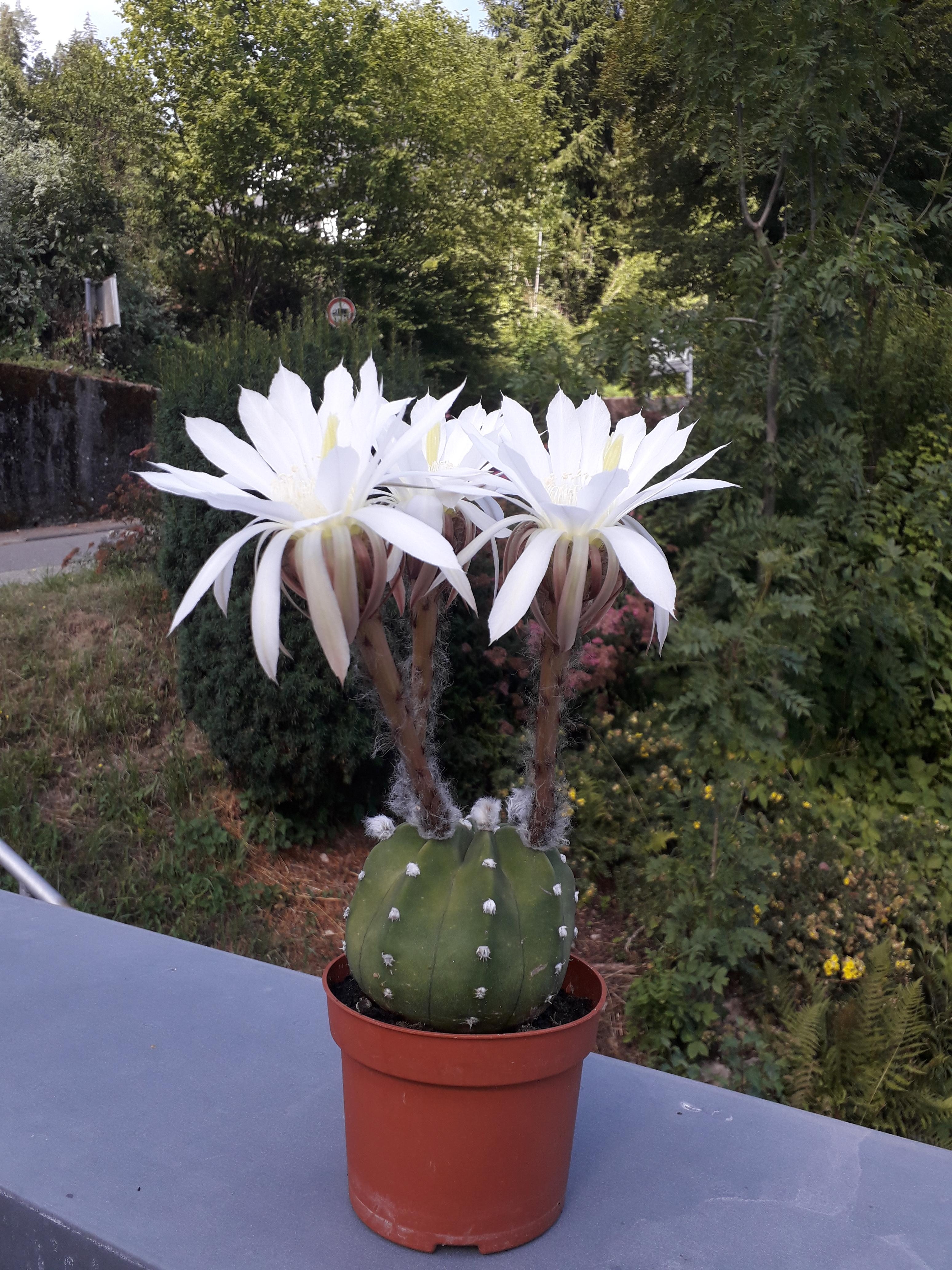 #kaktus #blüten #pflanzenliebe