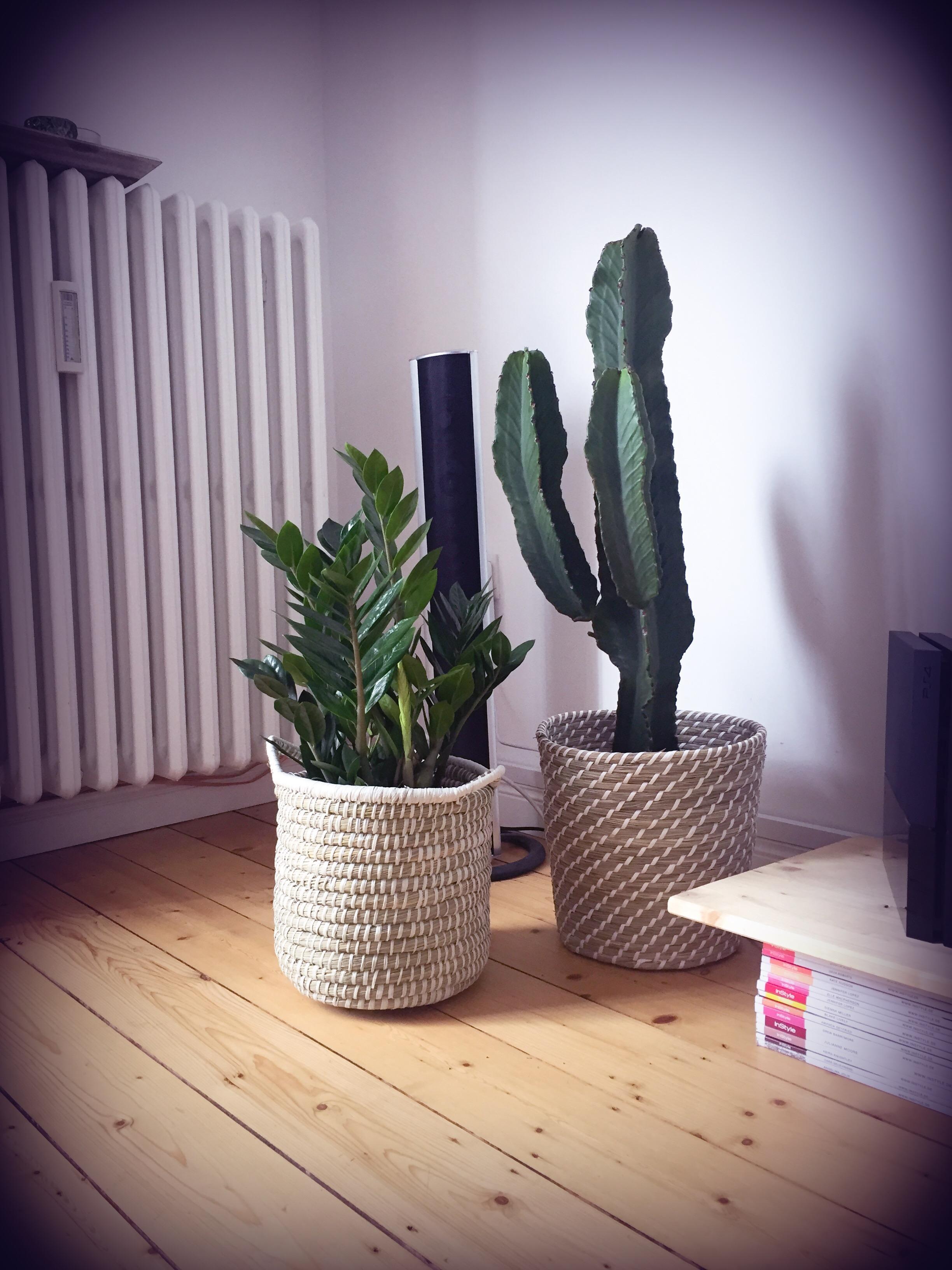 #kaktus #dielenboden