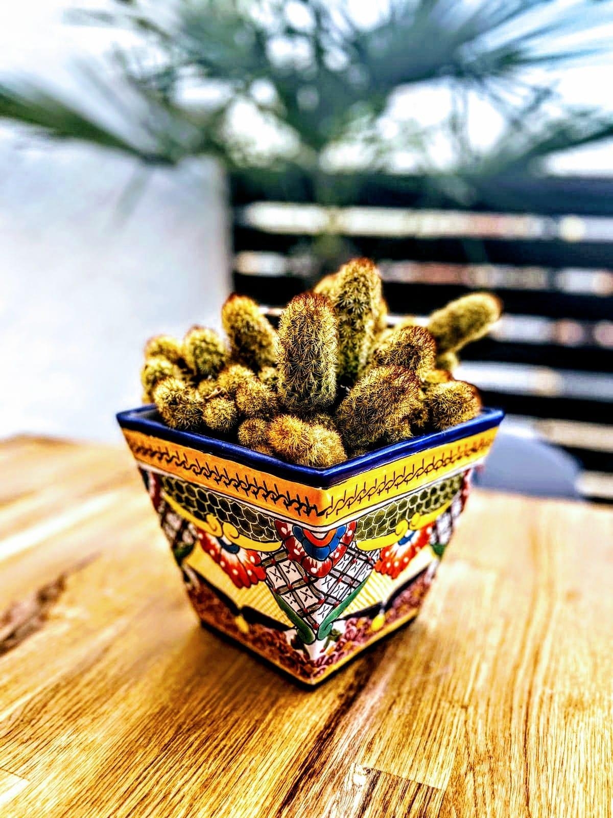 #Kaktus #kaktusliebe #Blumentopf #handmade #deko #balkonien #Balkon #tischdeko