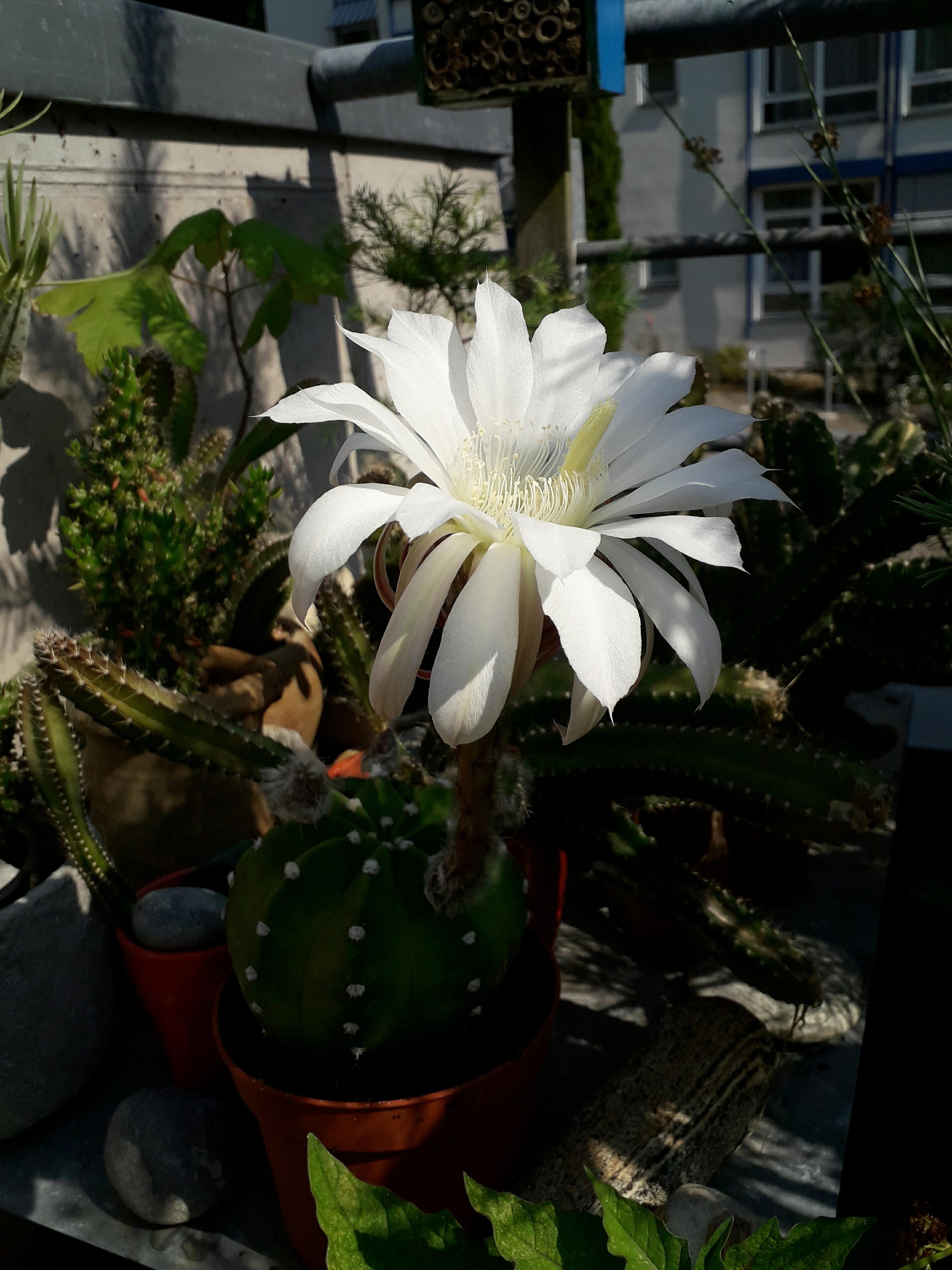#kaktus #kaktusliebe #pflanzen #pflanzenliebe #blüte #sommer