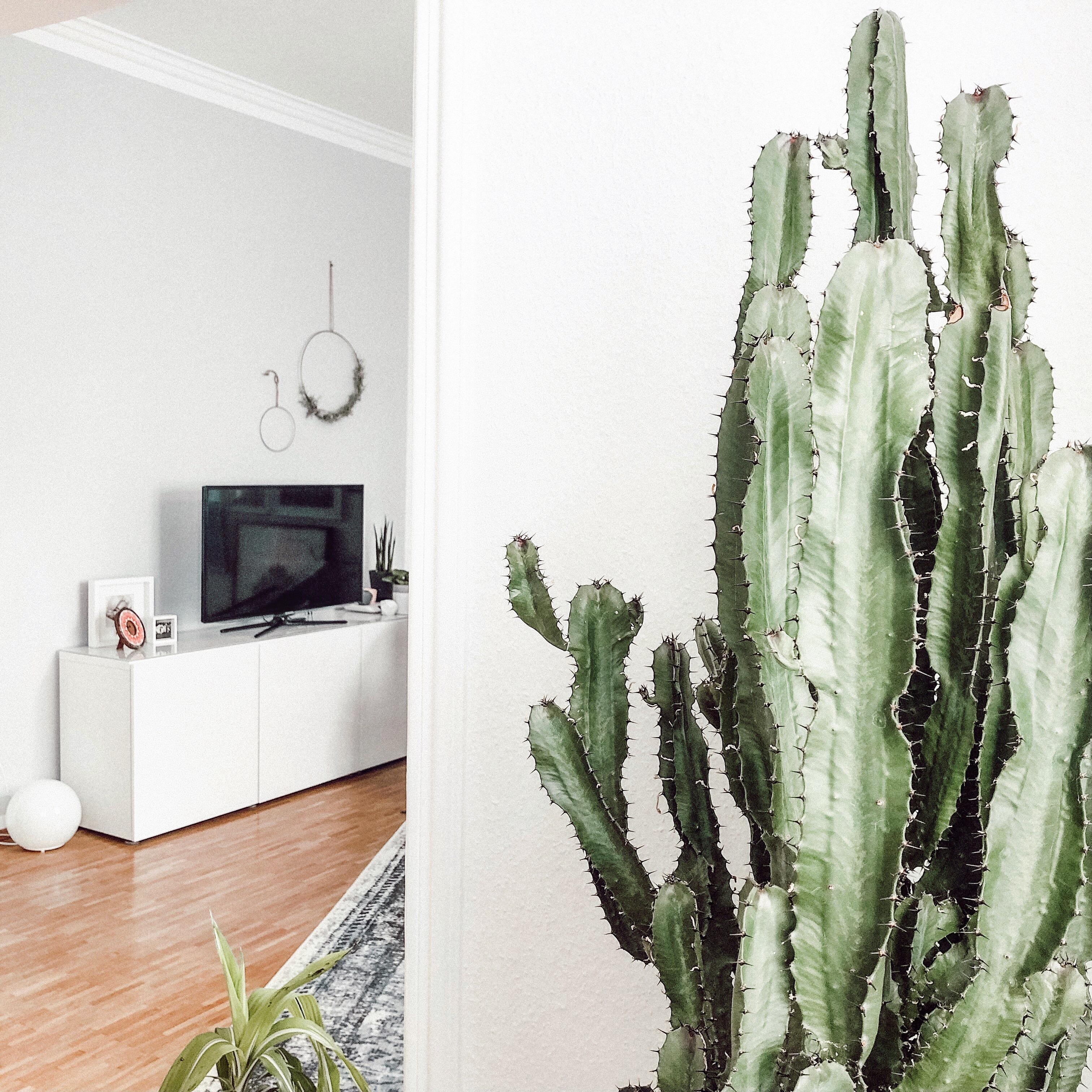 #kaktus #urbanjungle #wohnzimmer #pflanzen #altbau 