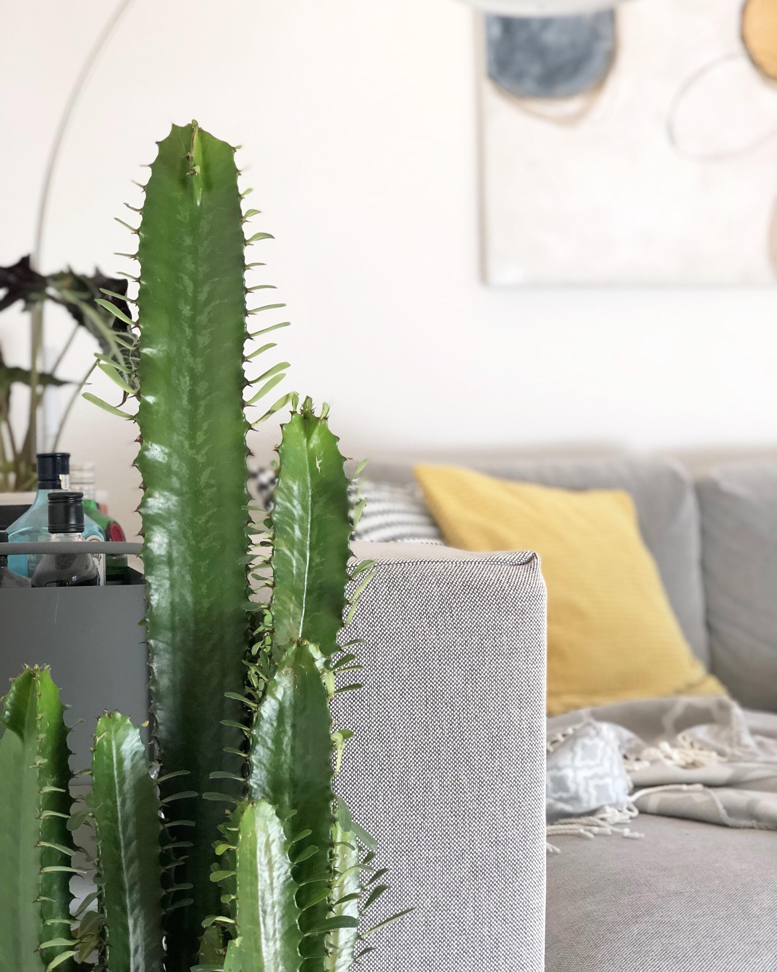 Kaktusliebe.🌵 #livingroom #minimalism #couchstyle #kaktus #plants 