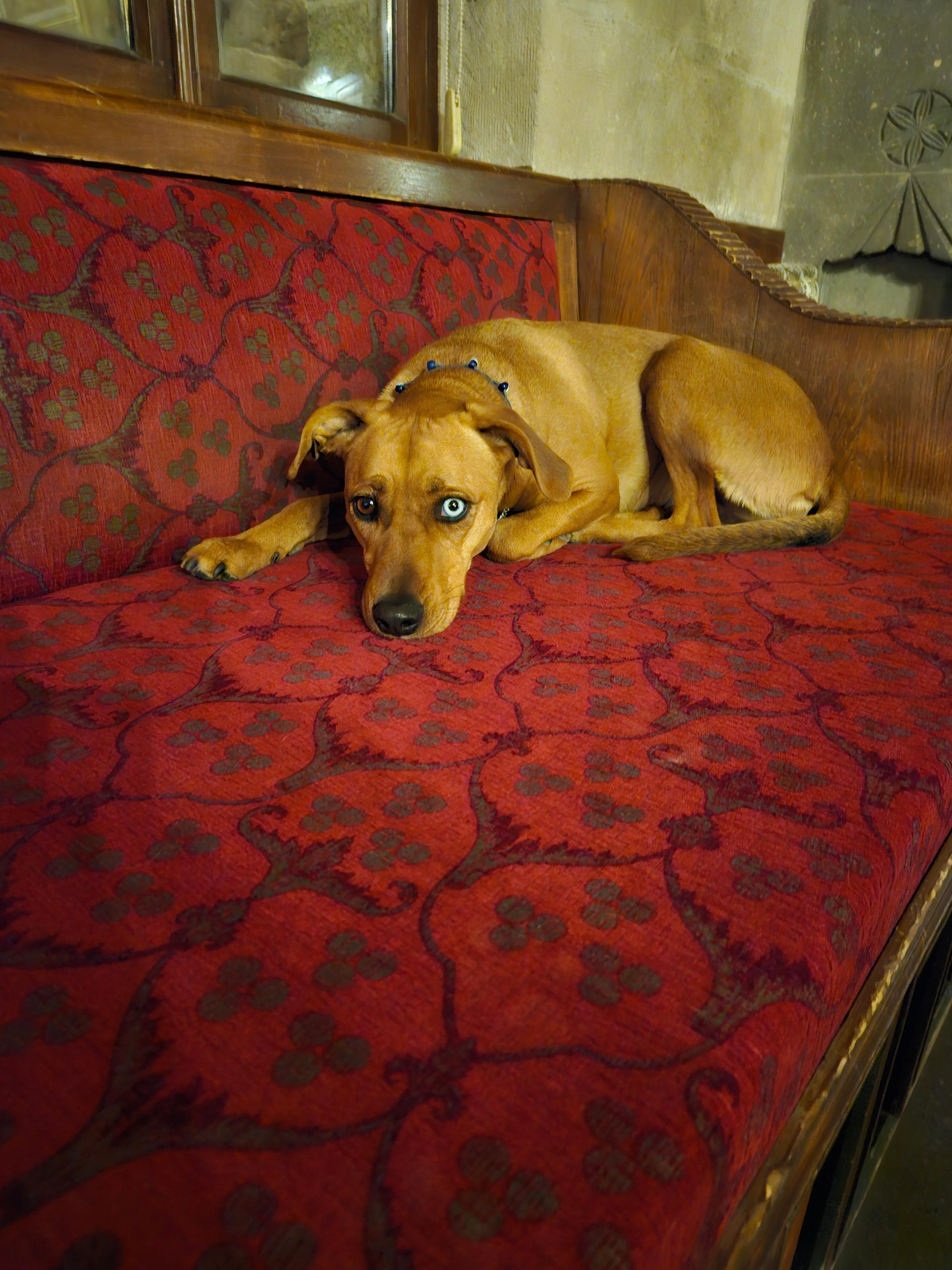 Kapadokien Couch Hund im Hotel 
2verschieden farbige Augen ❤️