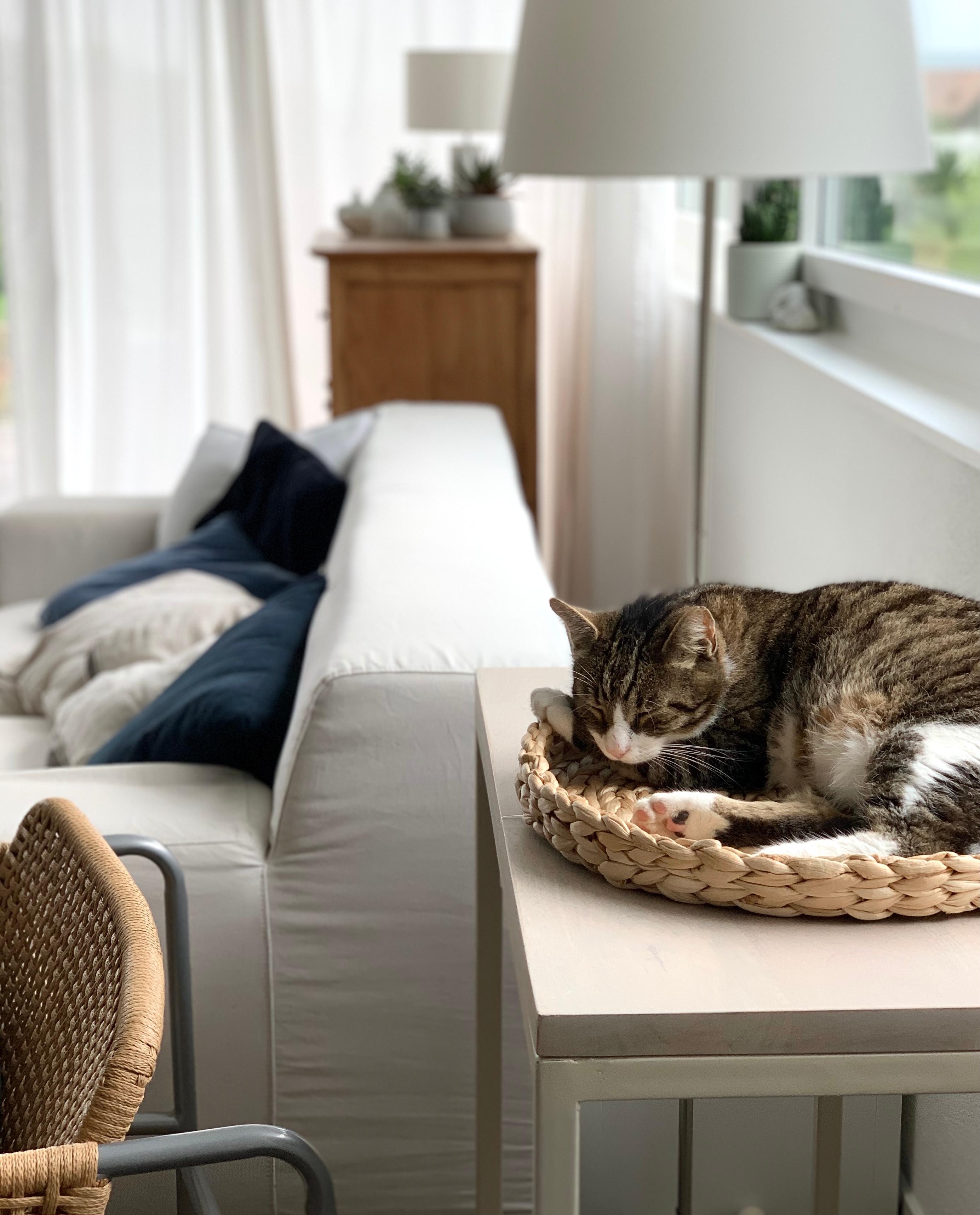 Katers Lieblingsplatz... nicht auf dem Bild: sein Schnarchen dringt durchs ganze Wohnzimmer 😌 #lebenmitkatzen