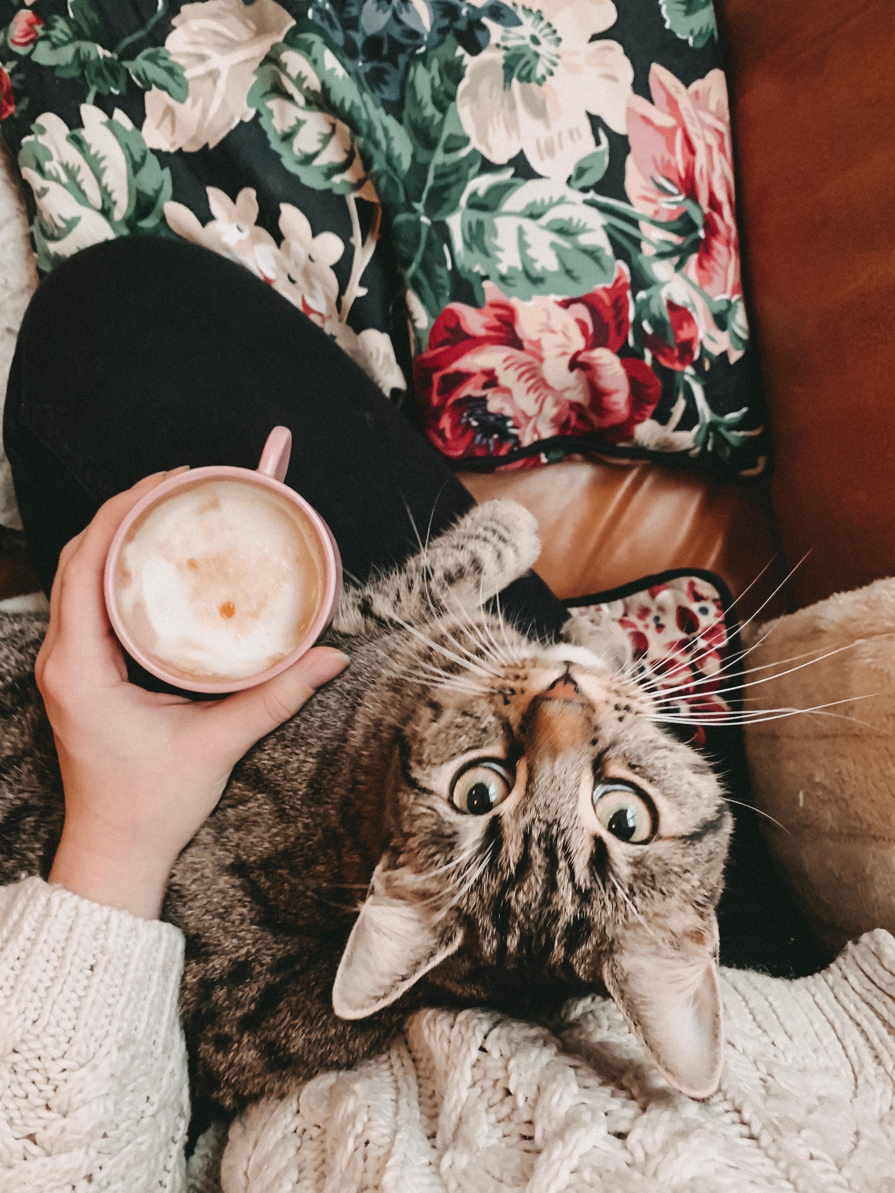 Katze, Kuscheln & Kaffee ❤️ #katze #kaffee 