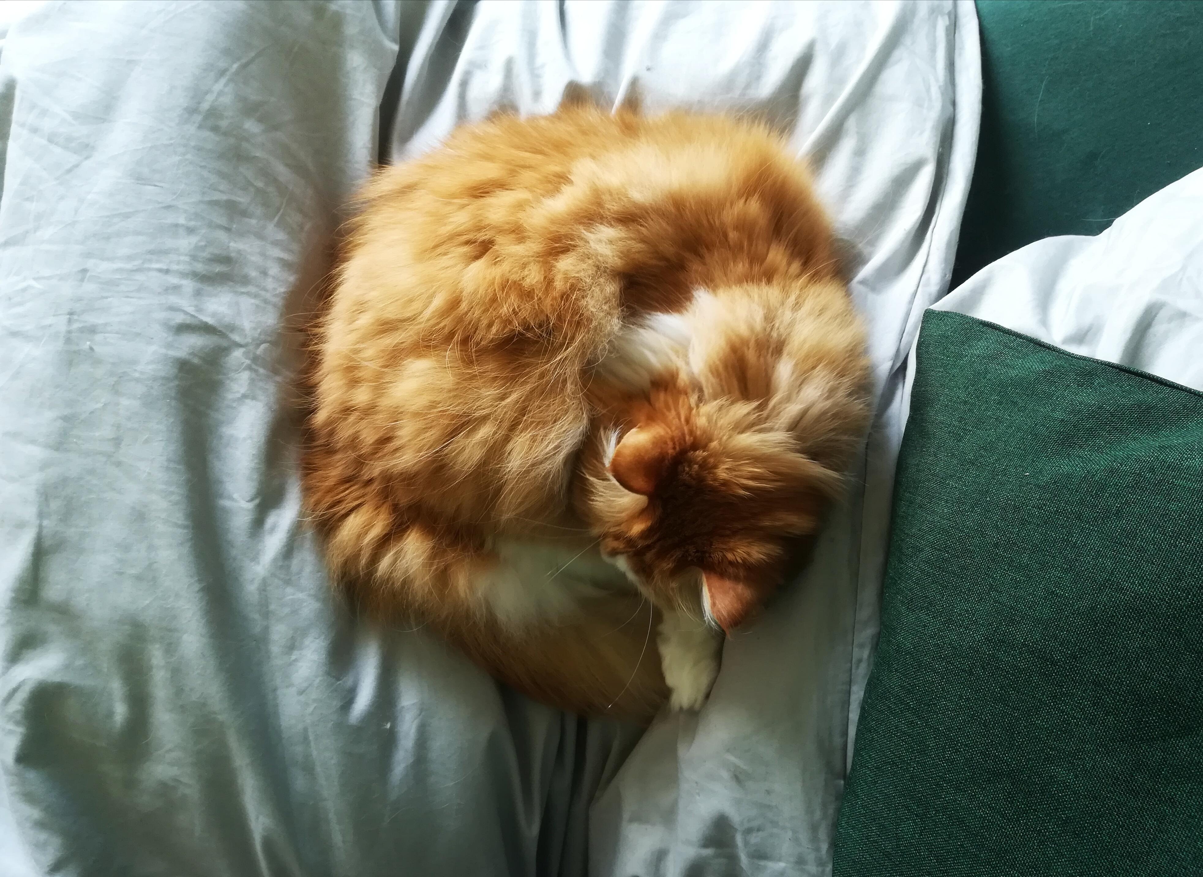 #katze müsste man sein.
#cat #ginger #perser #bed #bedroom #schlafzimmer 