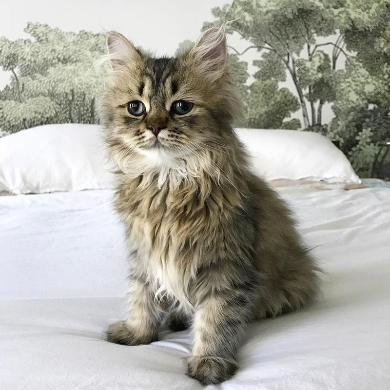 Katzen-Content gegen graues Wetter – Kater Barnaby vor unserer Märchenwald Tapete Bellewood 😻 🌳  #wandgestaltung