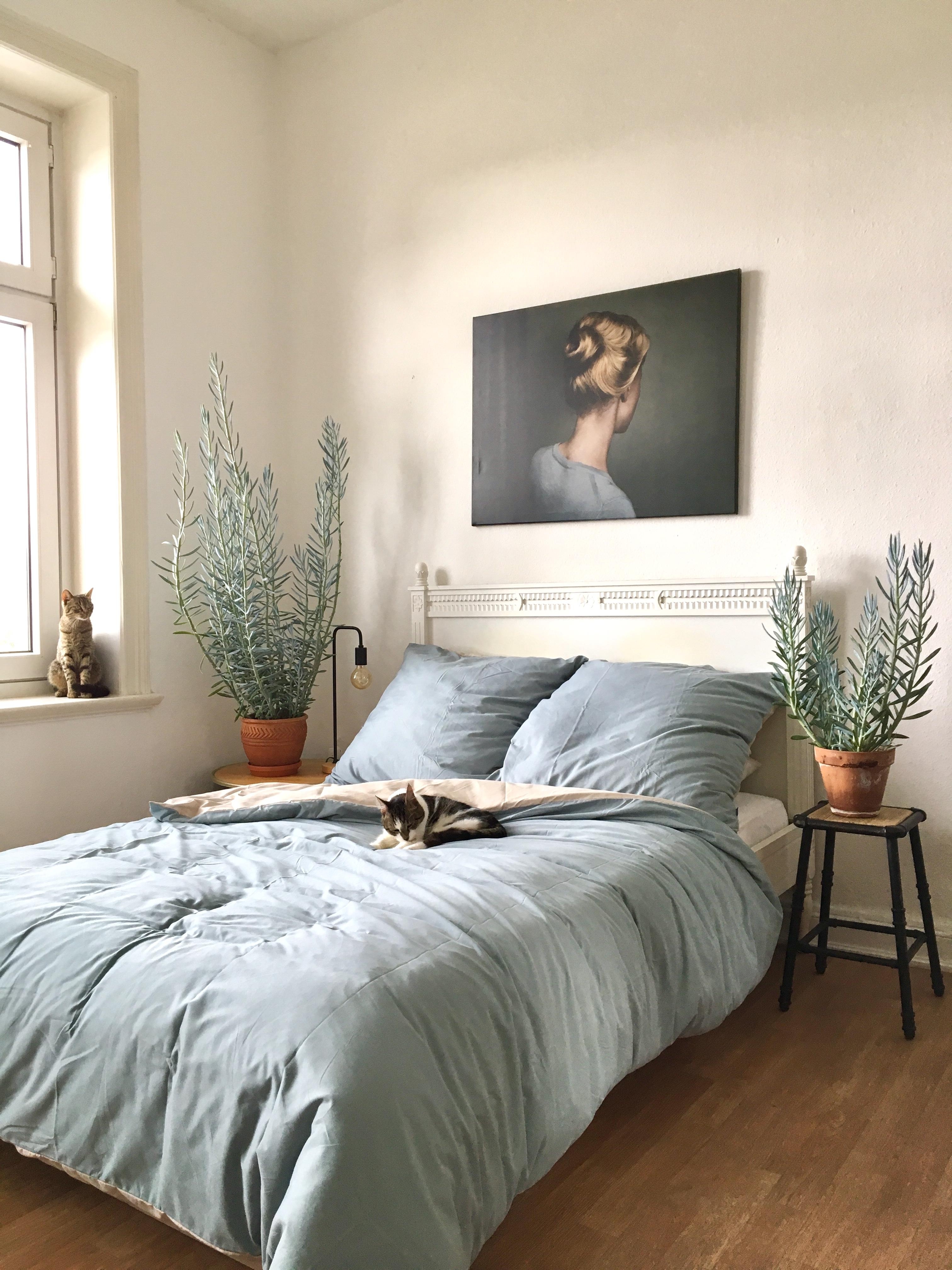 Katzengrüße aus unserem Gästezimmer 😽🌿
#katzen #schlafzimmer #urbanjungle #altbauwohnung