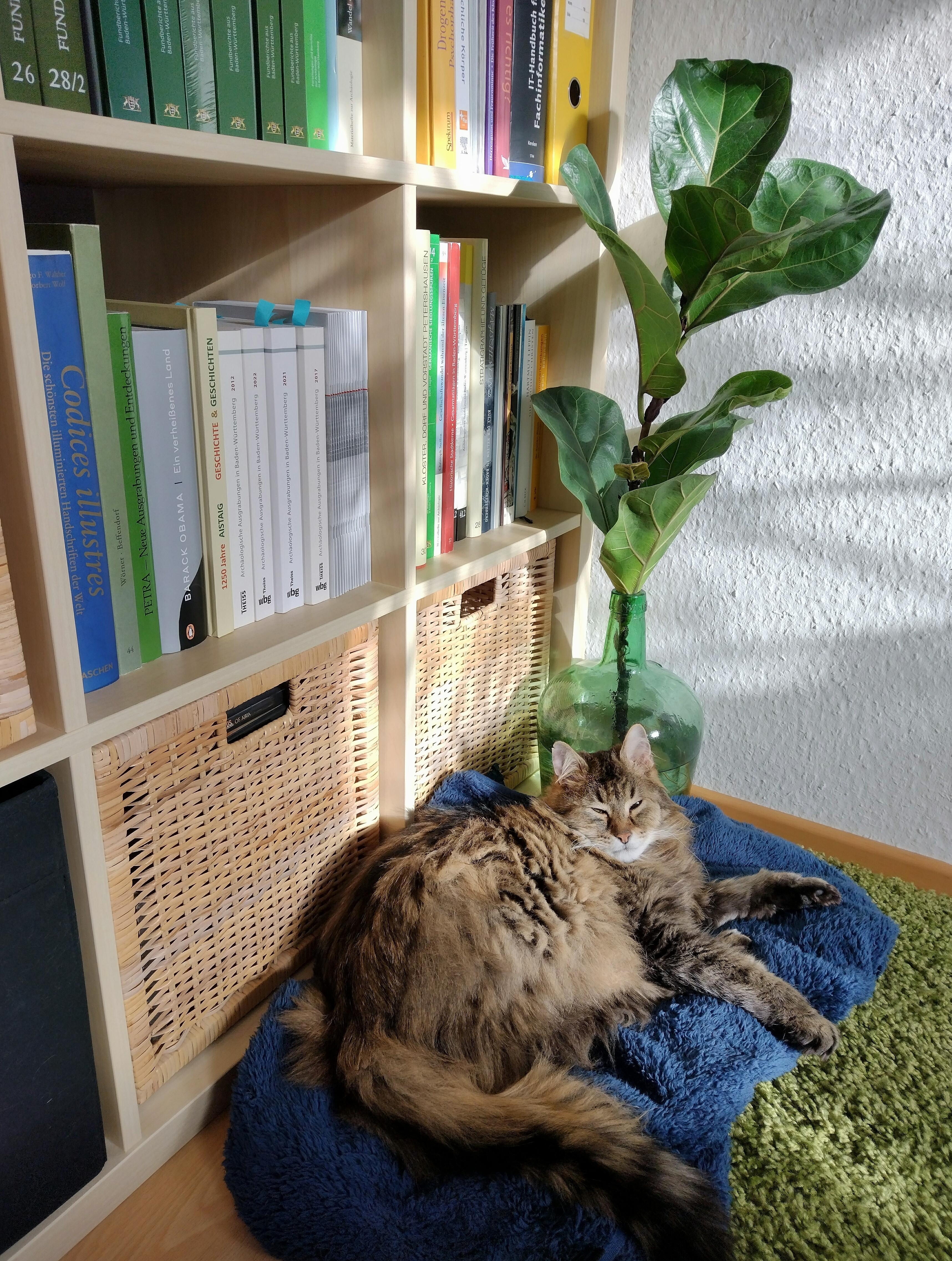 Katzenkind mit Pflanzenkind 🐈‍⬛💚
#katze #zimmerpflanze #wohnzimmer #bücherregal #bücher #farbenfroh #sonnenschein #korb