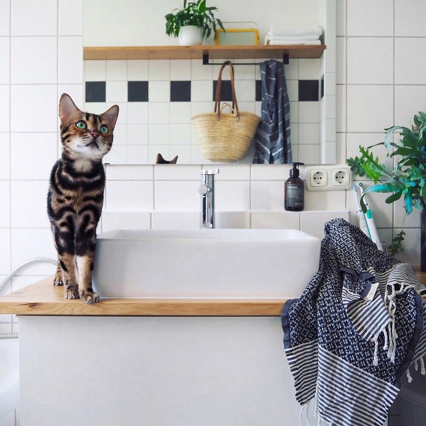 Keine Privatsphäre im Katzenhaushalt. 
#badezimmer