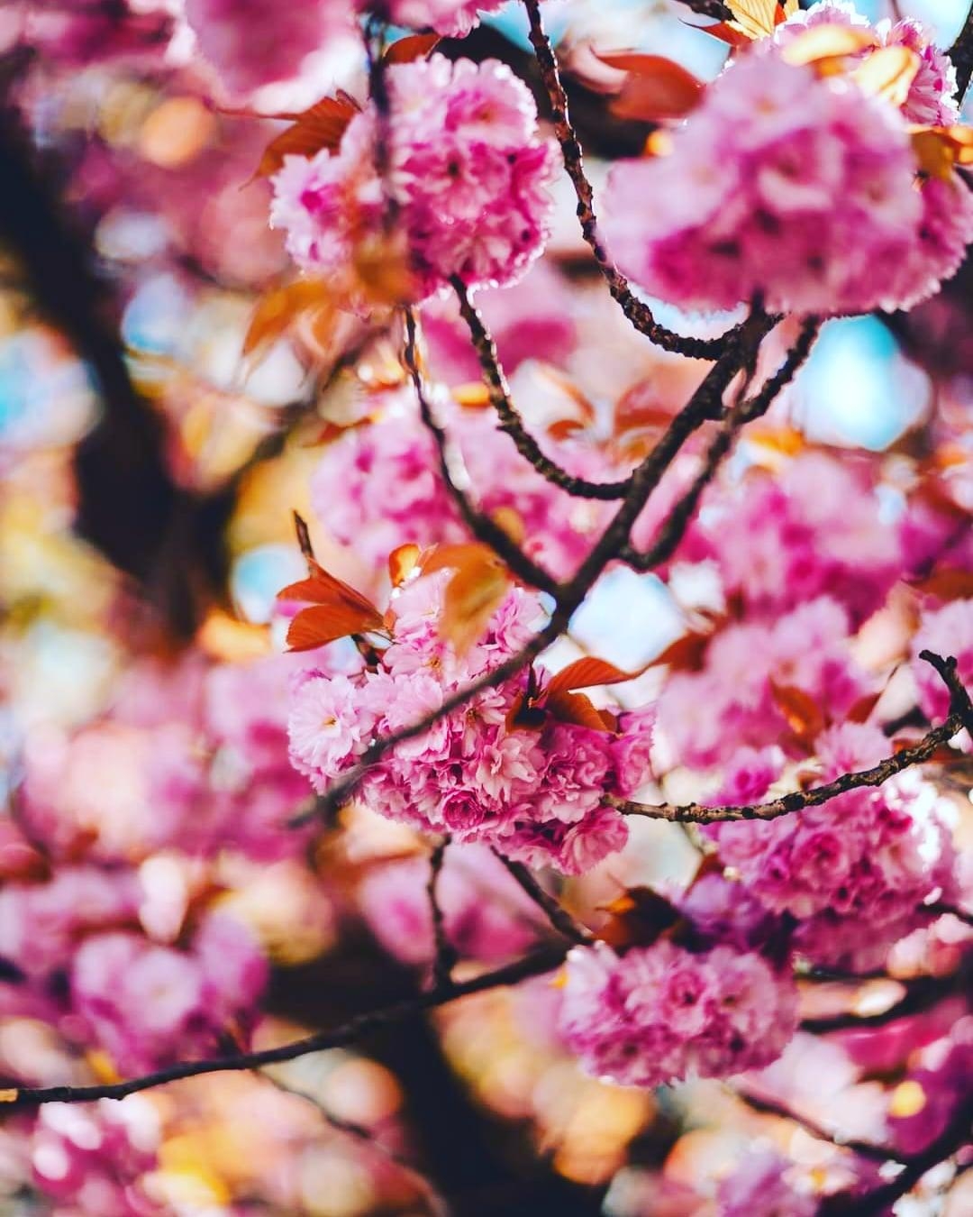 #kirchblüten #blumen #liebe #rosa #photography #nature