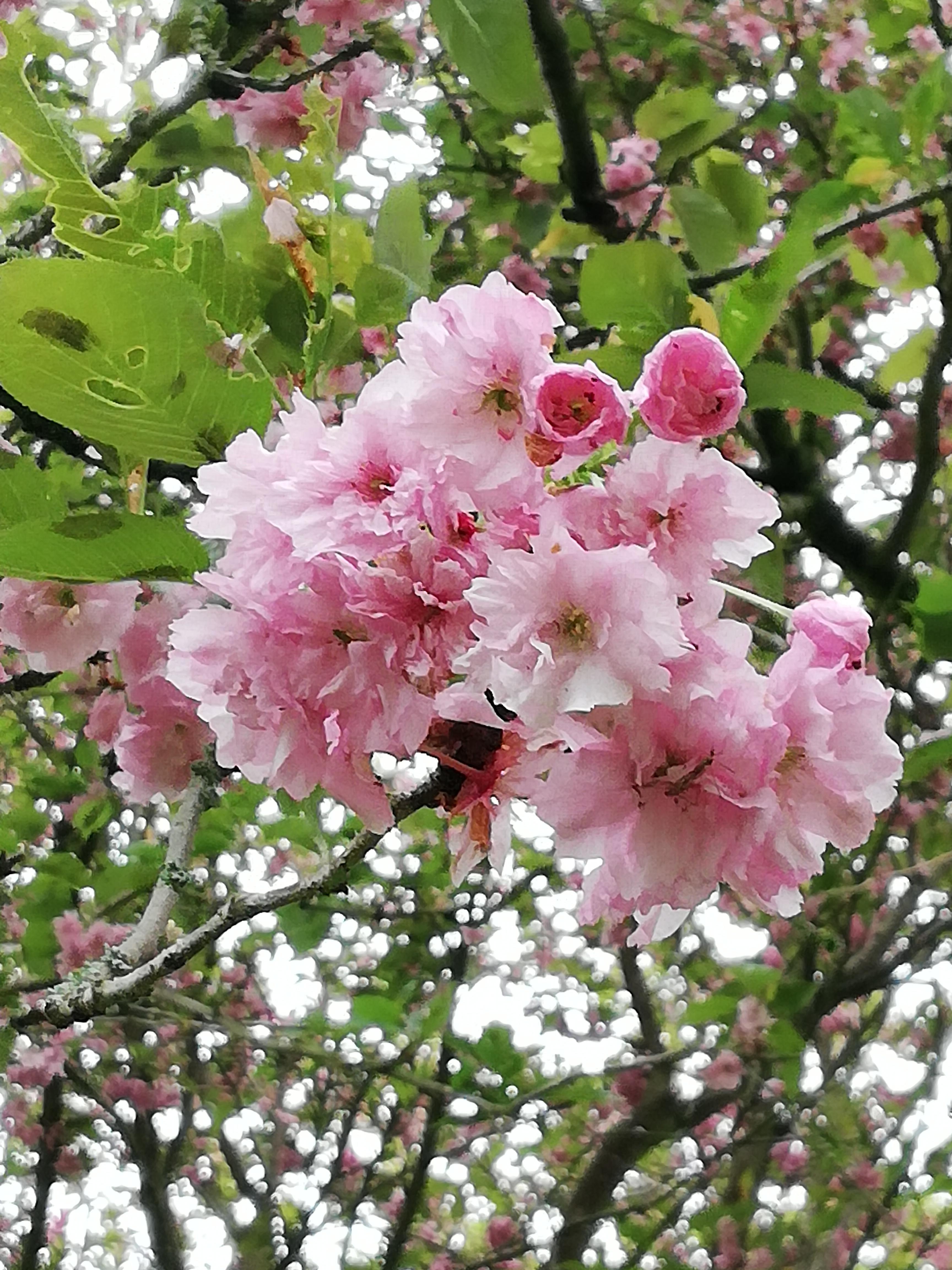 Kirschblüte an unserem Silbersee in Leipzig Lößnig 