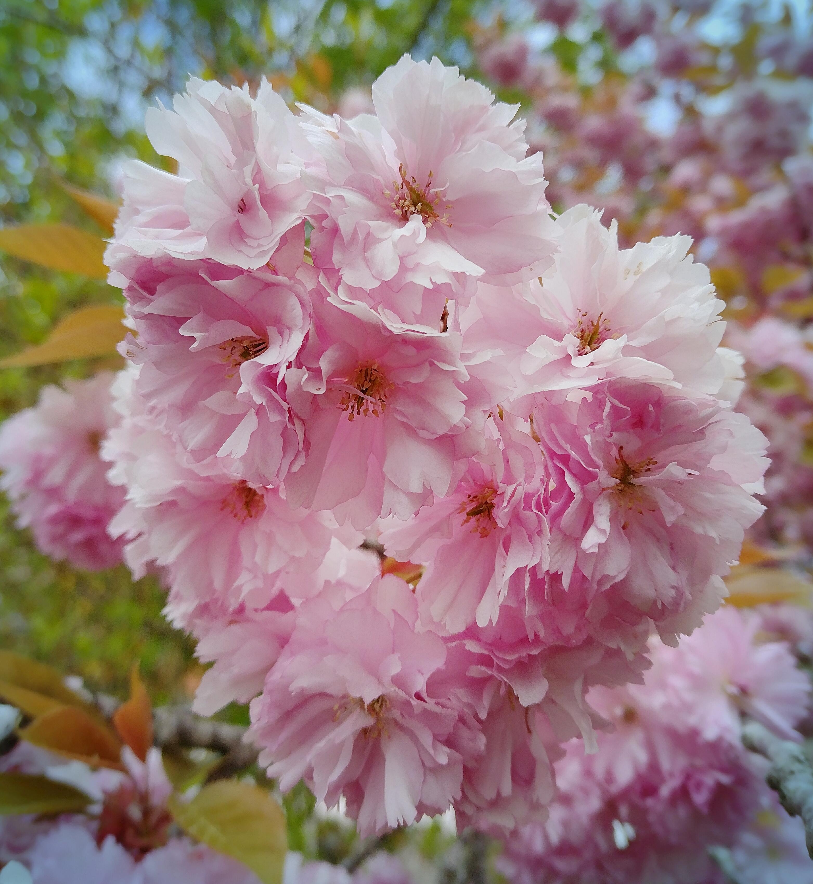 #kirschblüte #frühling #rosa