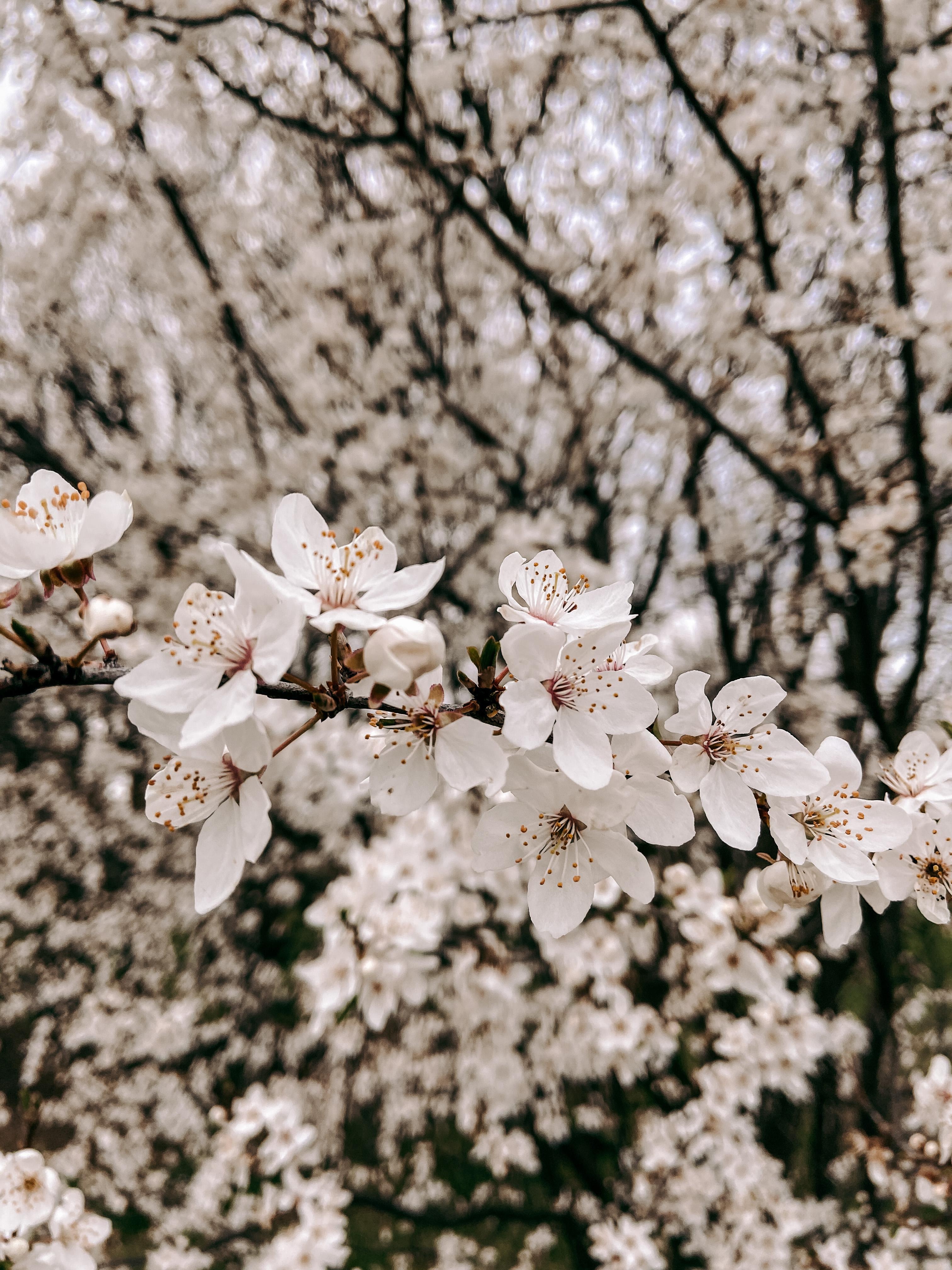#kirschblüten # grimmsgarten