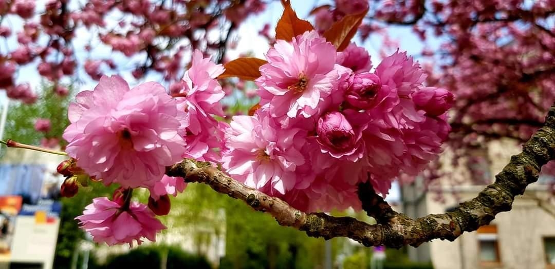 #kirschblüten #blumen #liebe