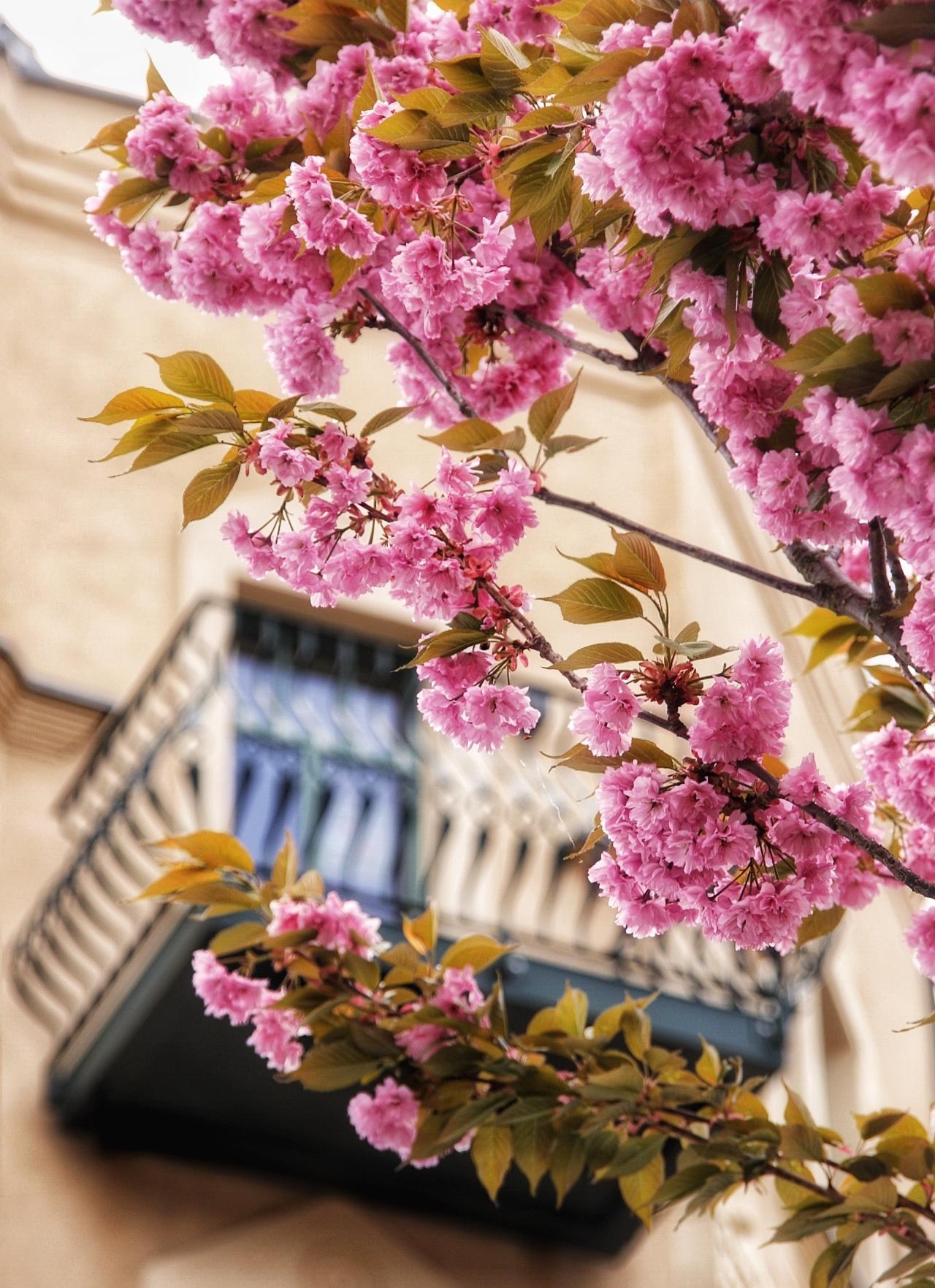 #kirschblüten vorm Balkon... 🤍💓🤍