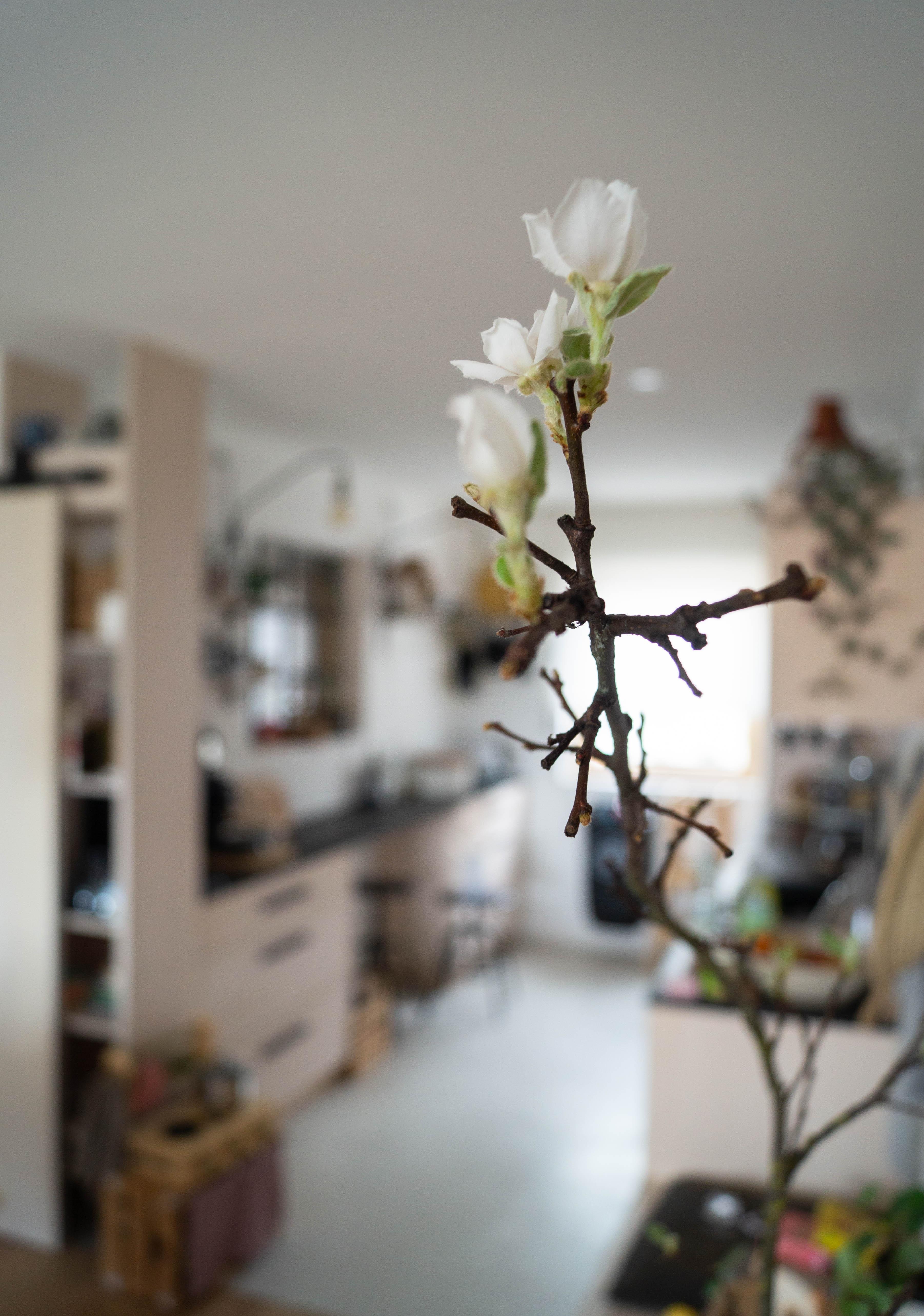 Kitchenvibes...
#küche #kitchen #myhome #interior #inspiration #flowerlover #spring