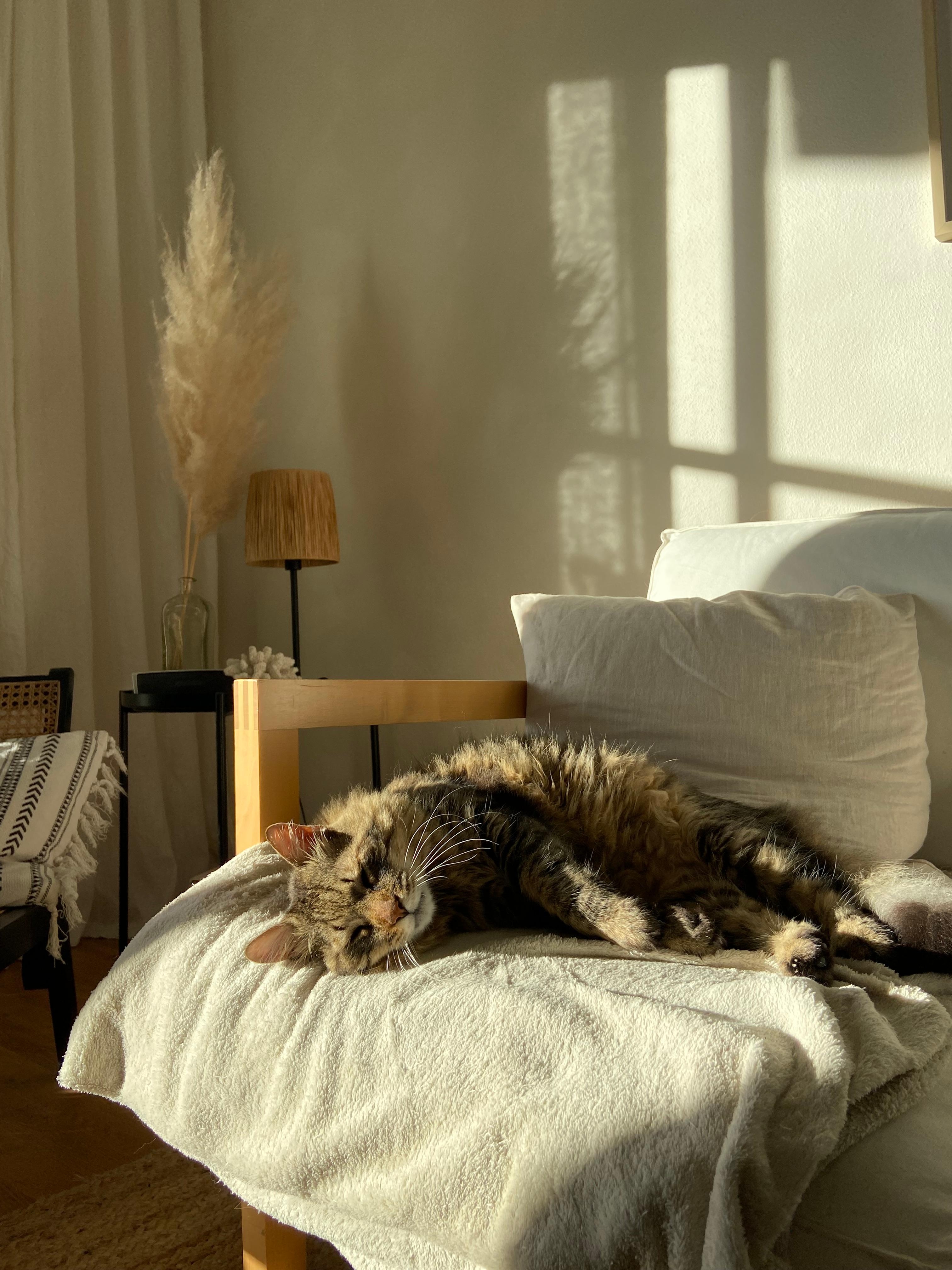 Kitty in the sun 🌞
#katze #cat #pet #sofa #livingroom #wohnzimmer #naturalinterior #pampasgras #wabisabi #beachhouse #strandhaus #mediterranean