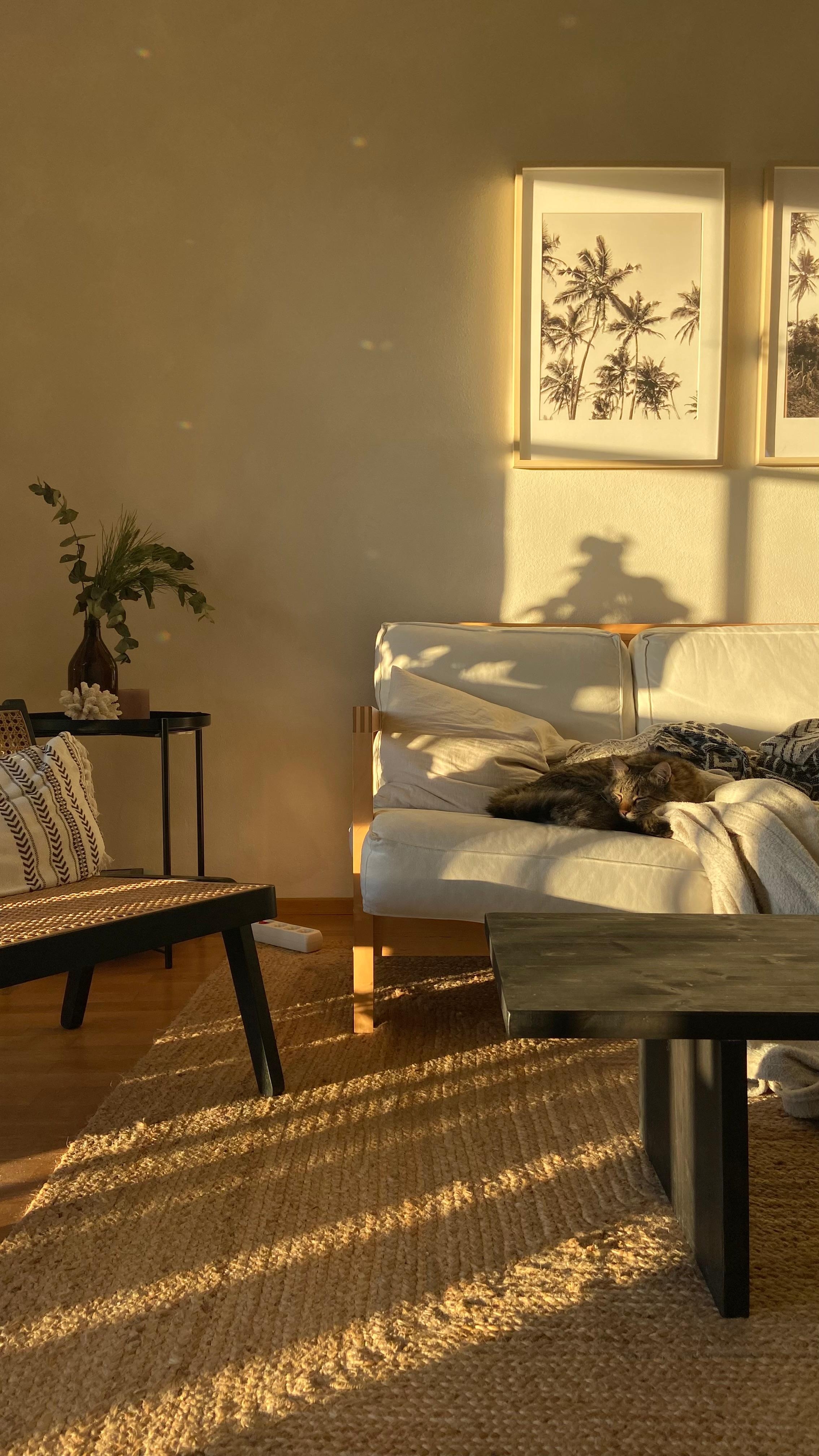 Kitty sleeping in the sunlight ✨
#light #shadow #pet #cat #livingroom #sofa #naturalinterior #wabisabiinterior #wabisabi 