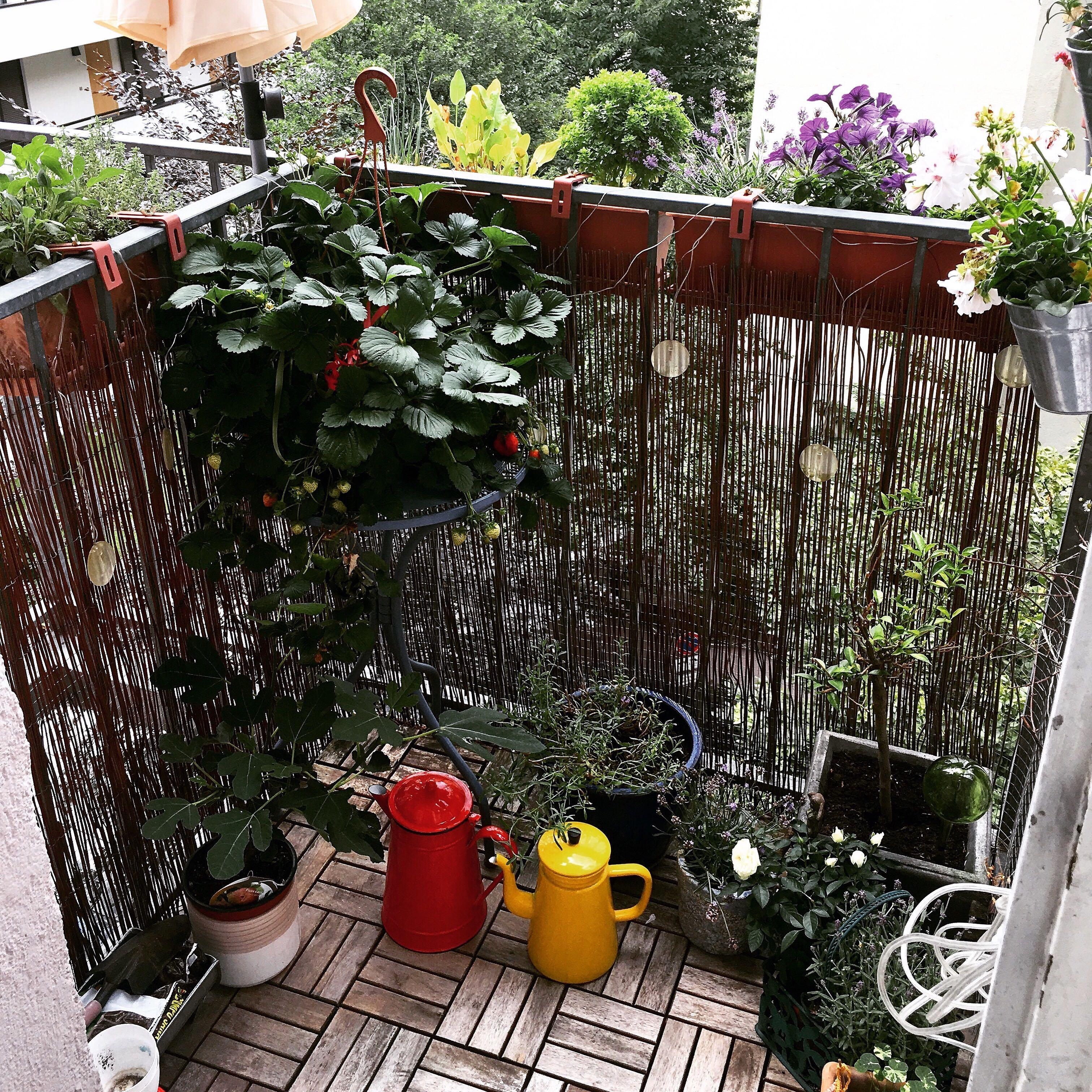 Klein aber fein! #outdoorweek #balkondeko #balkon #Pflanzen #Outdoor #deko #Sommer