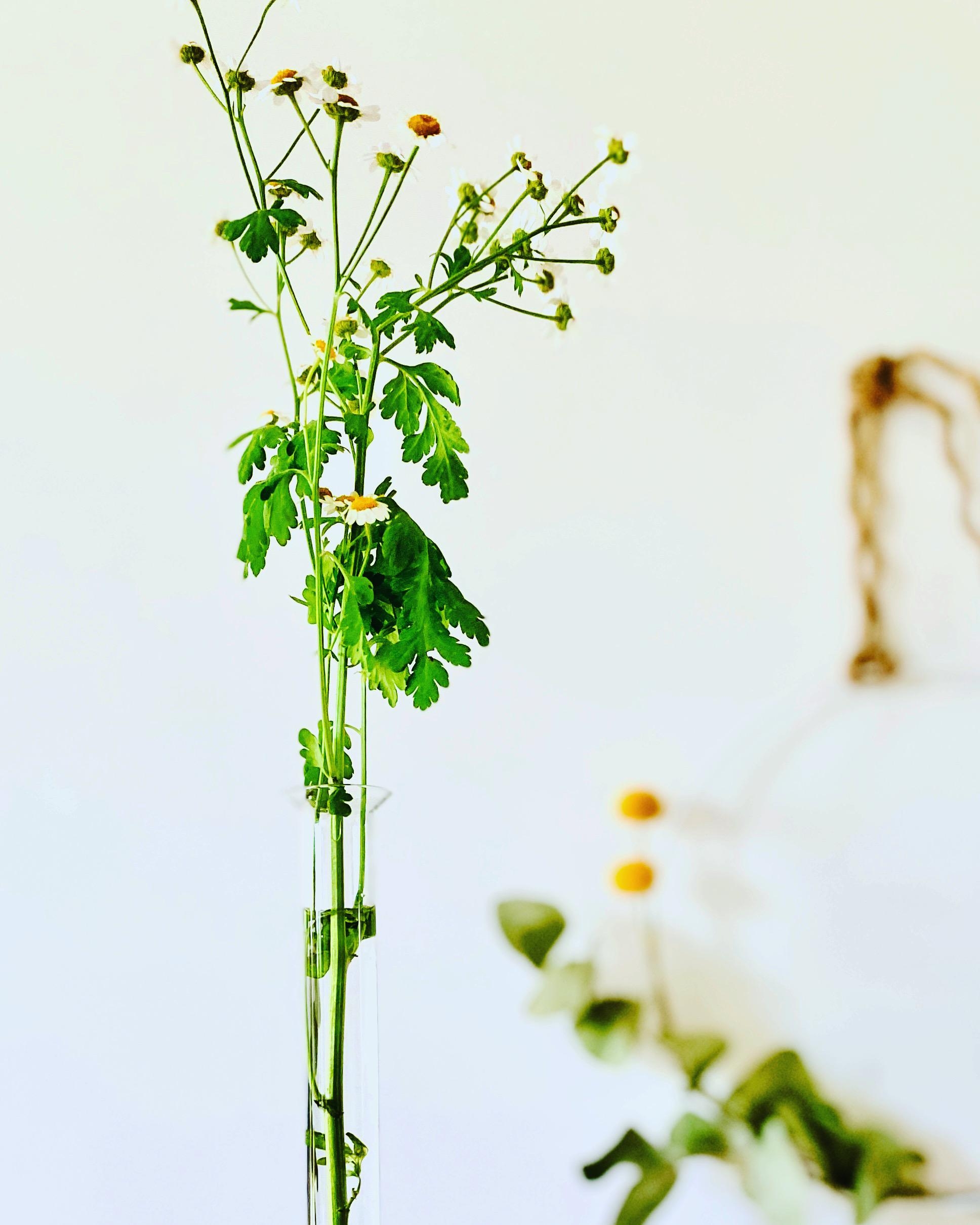 Klein und fein | Blumendeko ...
#blumenliebe #minimalistisch #margeriten #kranzliebe #vasenliebe #vasenhighlight