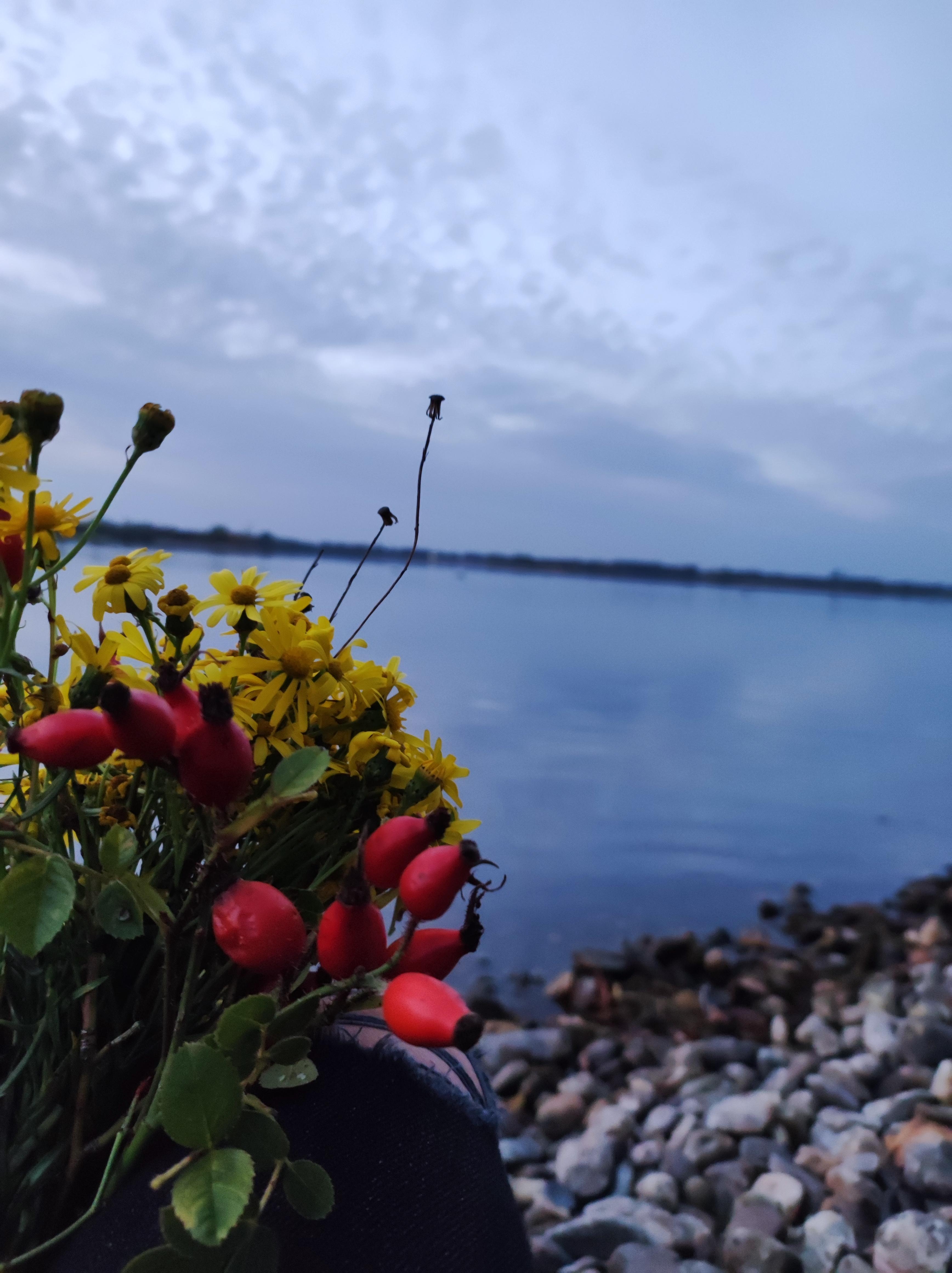 Kleine Auszeit am Xantener See 🌿#unterwegs #blumenliebe #wildeblumen  #hagebutten #herbst