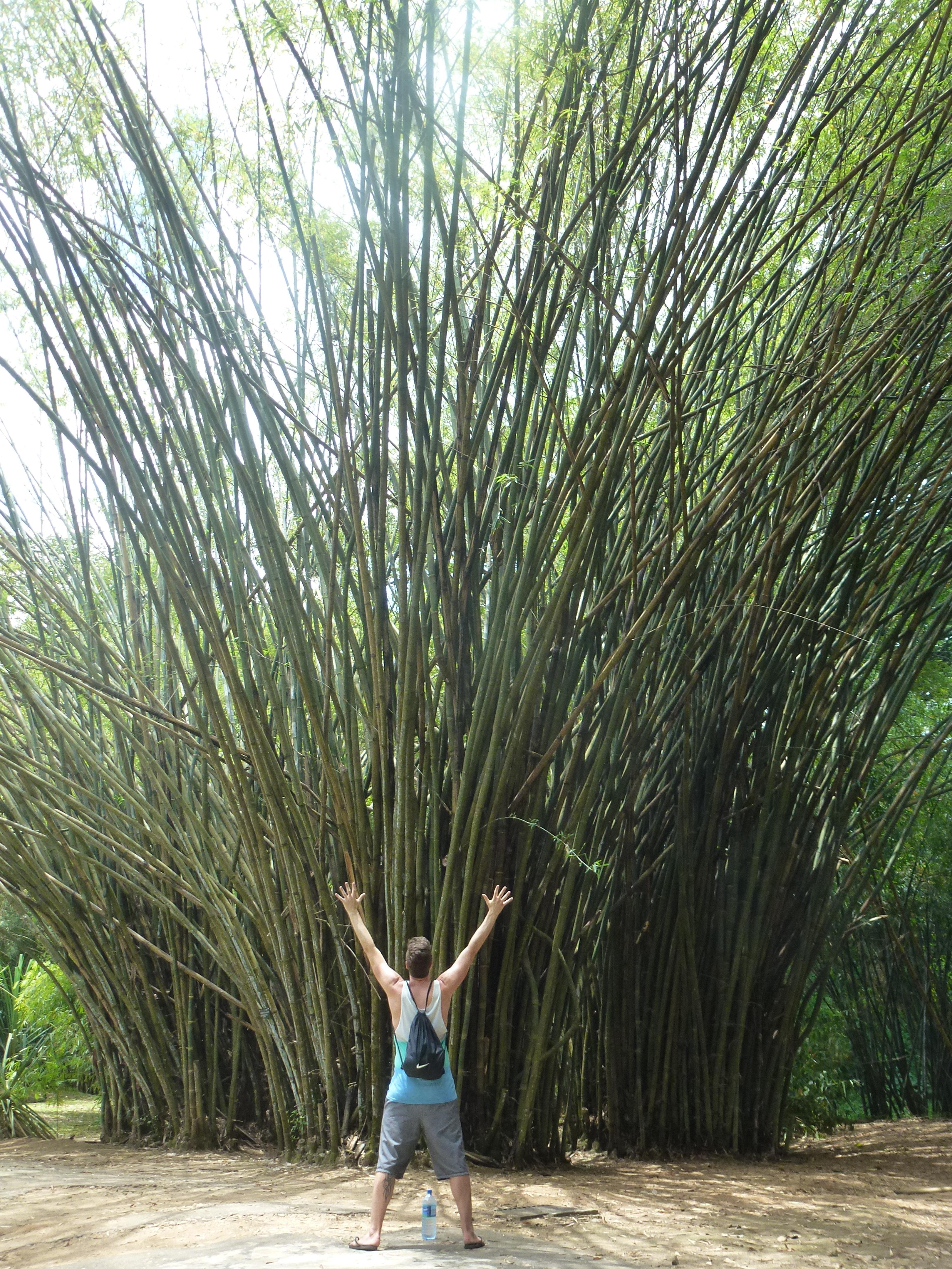 Kleiner Mann vor großem Bambus ;-)
#travel #weltreise #srilanka #botanischergarten #natur