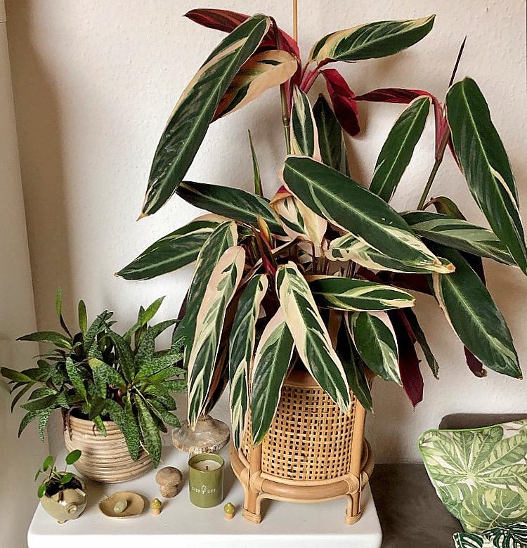 Kleiner Pflanzentisch mit zwei Exoten:  Calathea Triostar & Leopard Lily 🪴#zimmerpflanzen #pflanzenmuddi 