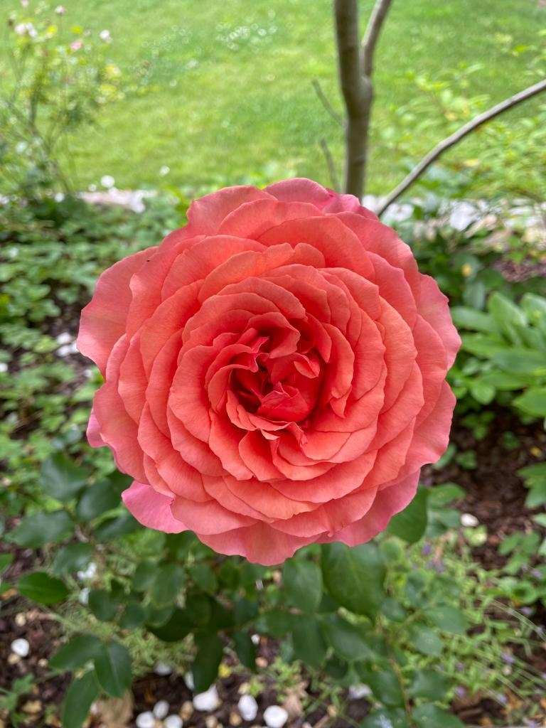Kleines Prachtstück 🌹 im Garten entdeckt. Blühen eure Rosen auch schon? #blumen #rose #garten