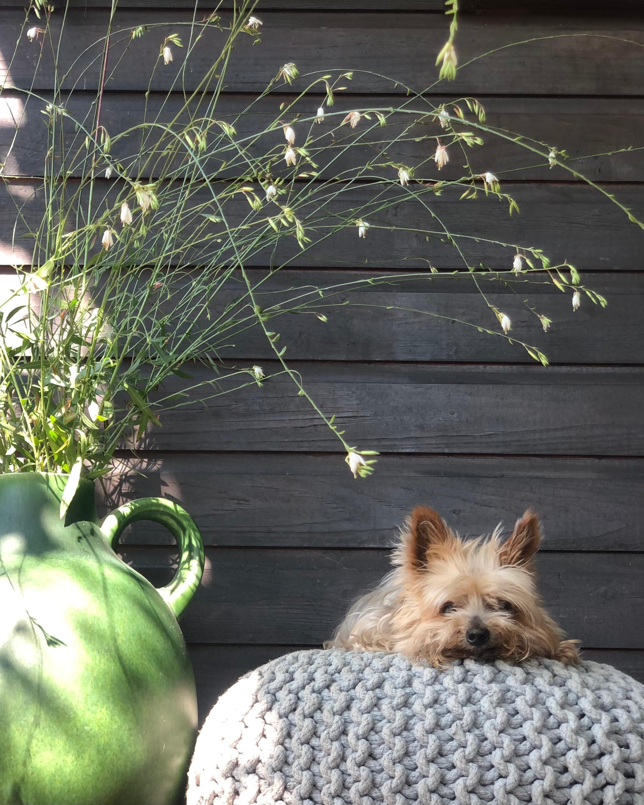 #kleingarten #schrebergarten #gartenideen #gartenmöbel #sitzpouf #prachtkerze