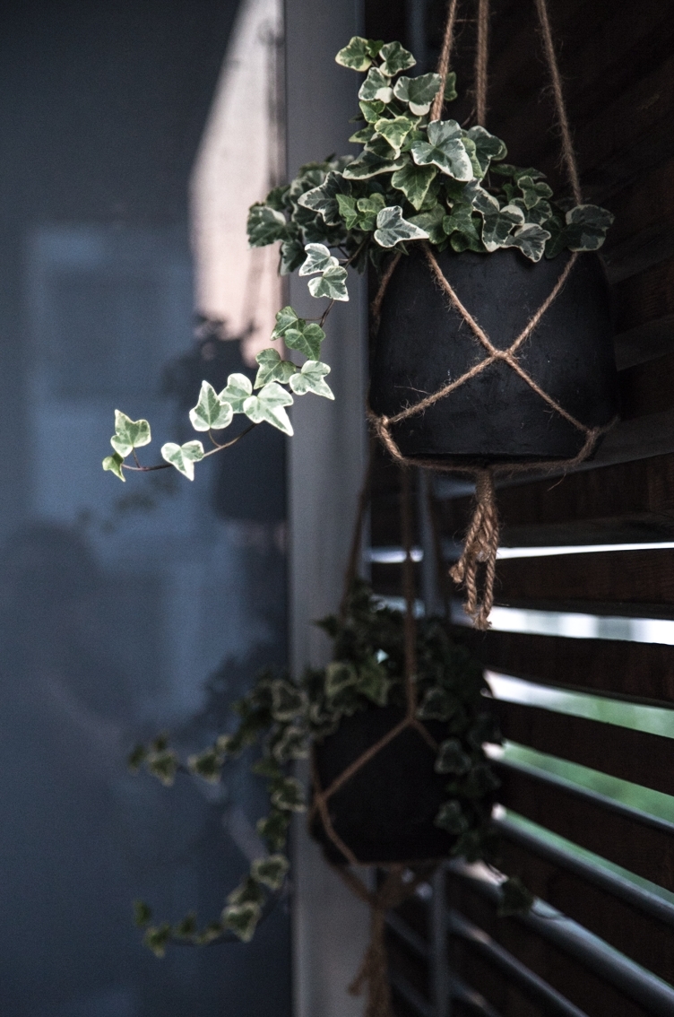 Kletterpflanzen sind so hübsch. 

#Pflanzenliebe
#dekoliebe
#skandistyle
#urbanliving
#Kletterpflanzen
#balcony