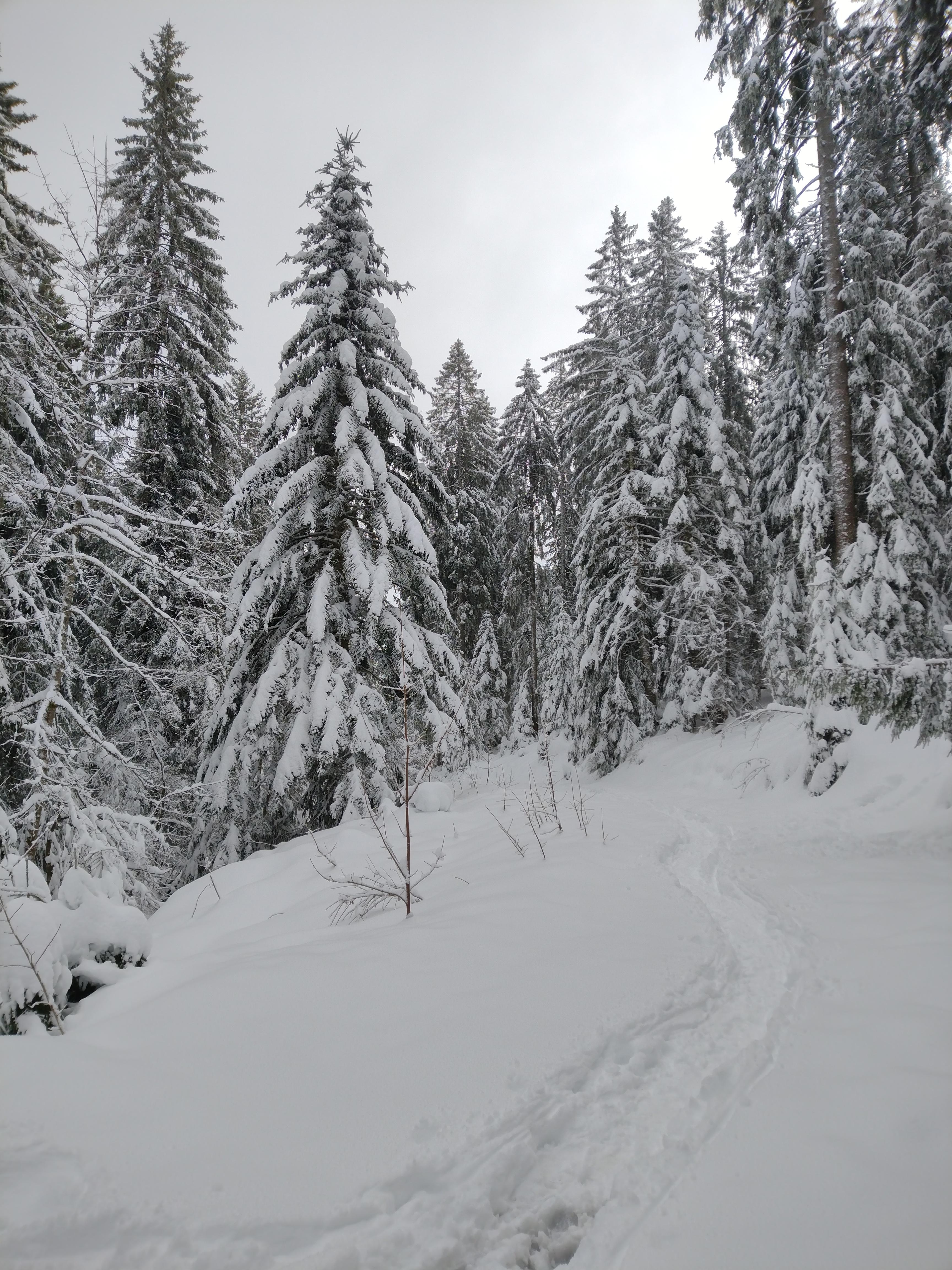 #kniebis #schwarzwald #winter #schnee #bäume