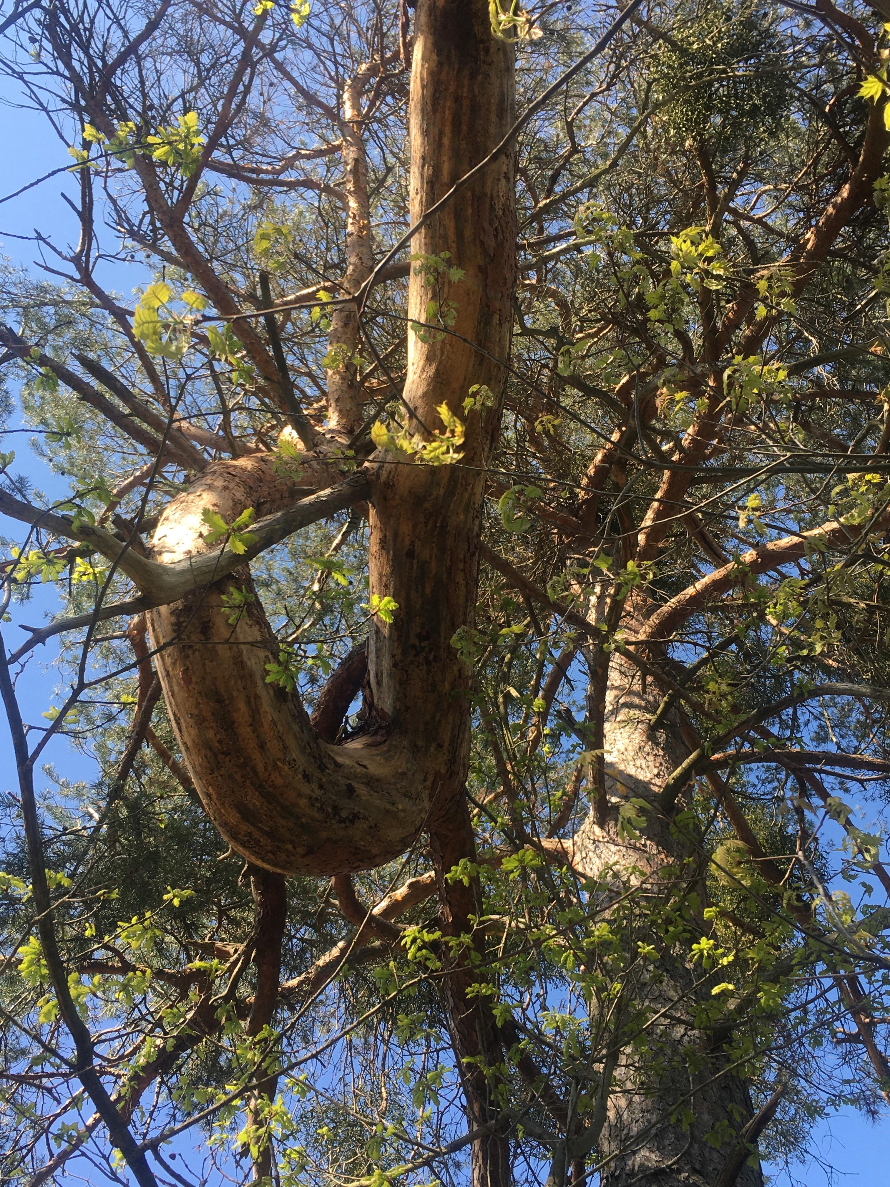 Knoten im Baum #Baum#Natur#entdeckt beim Spaziergang#herrlicheNatur#Ästeverschlungen