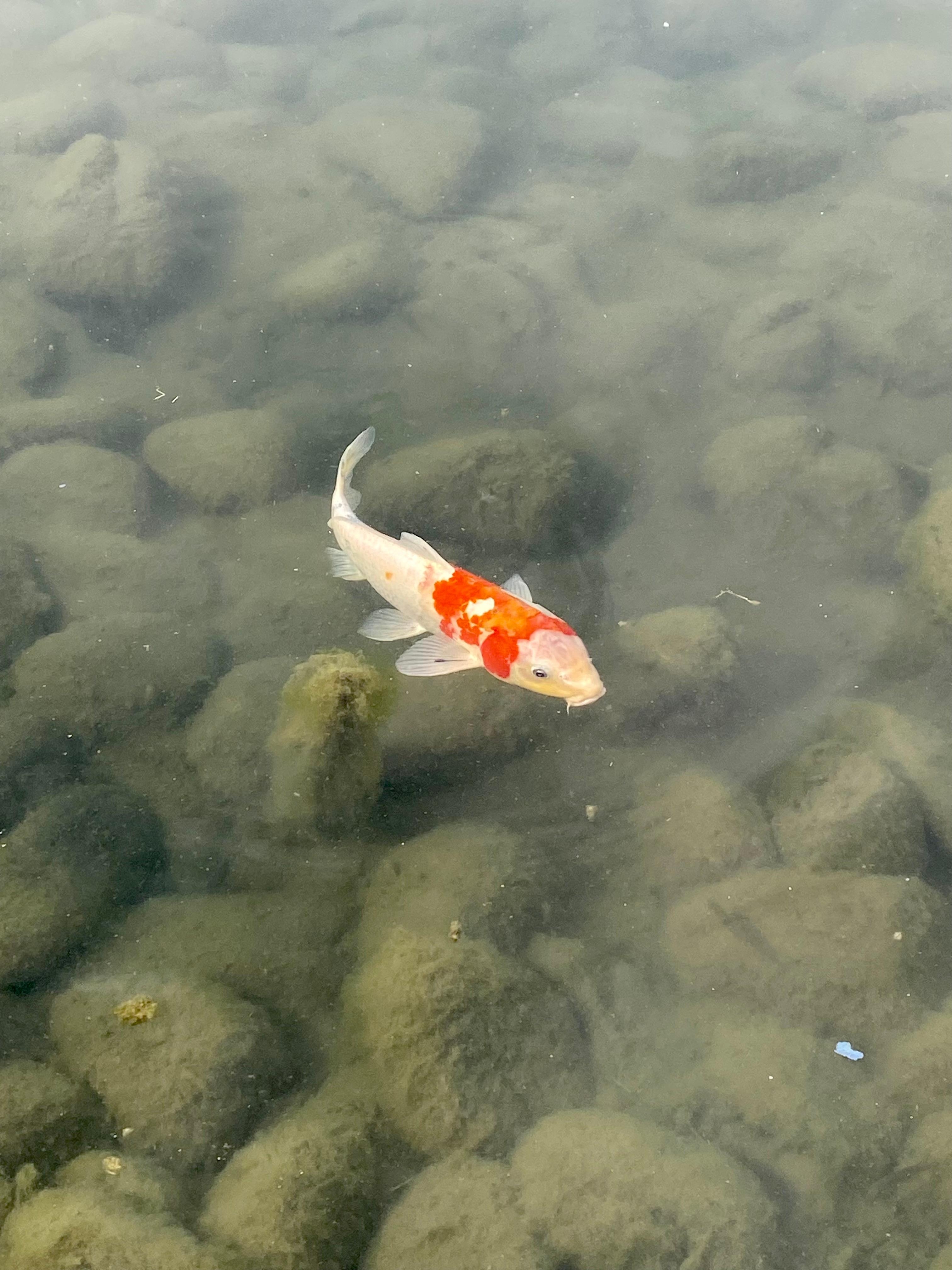 #Koi#Japan#Fisch#Water