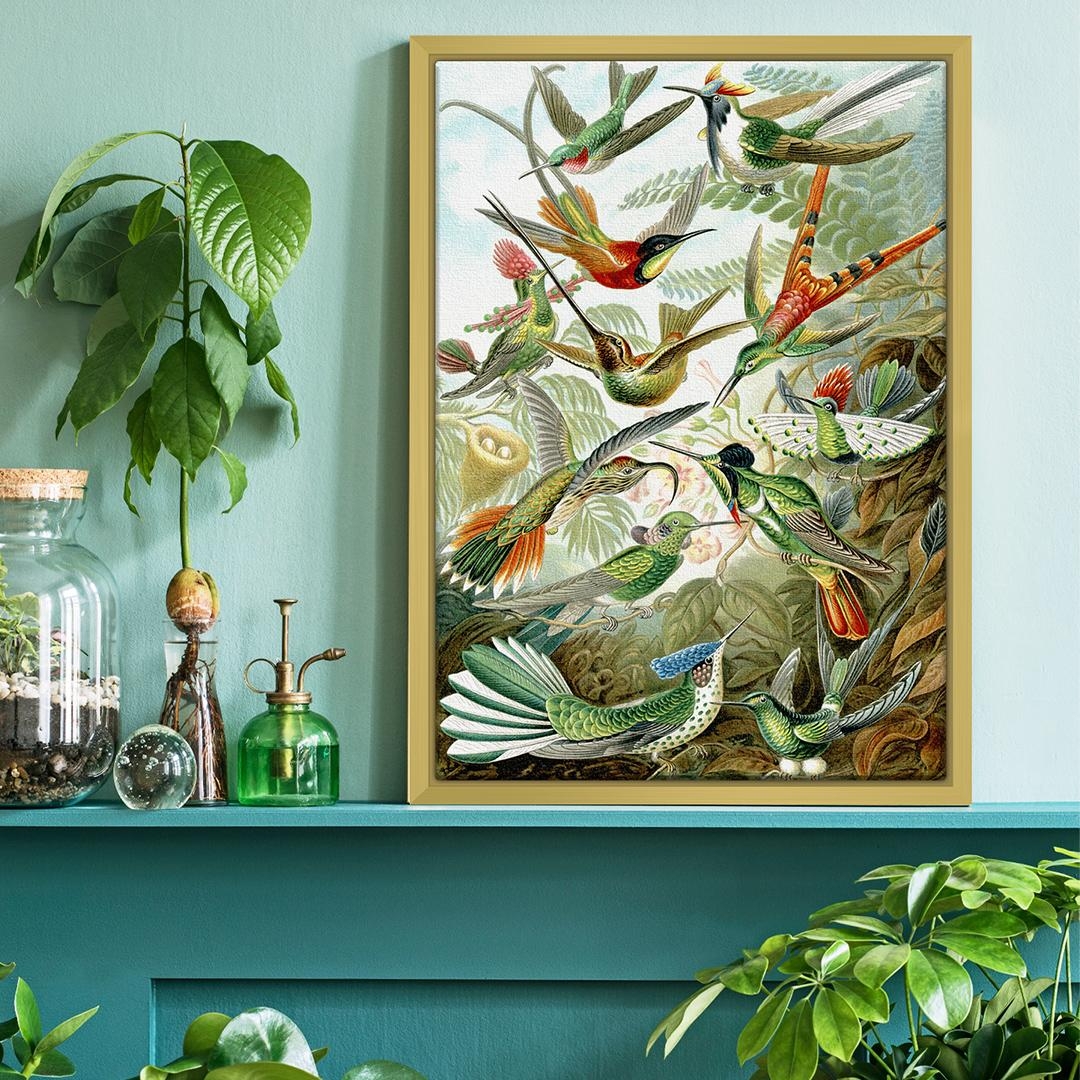 "Kolibris, Trochilidae" als Leinwandbild mit goldenem Alu-Rahmen 🦜

#wohnzimmerdeko #wallart #leinwandbilder